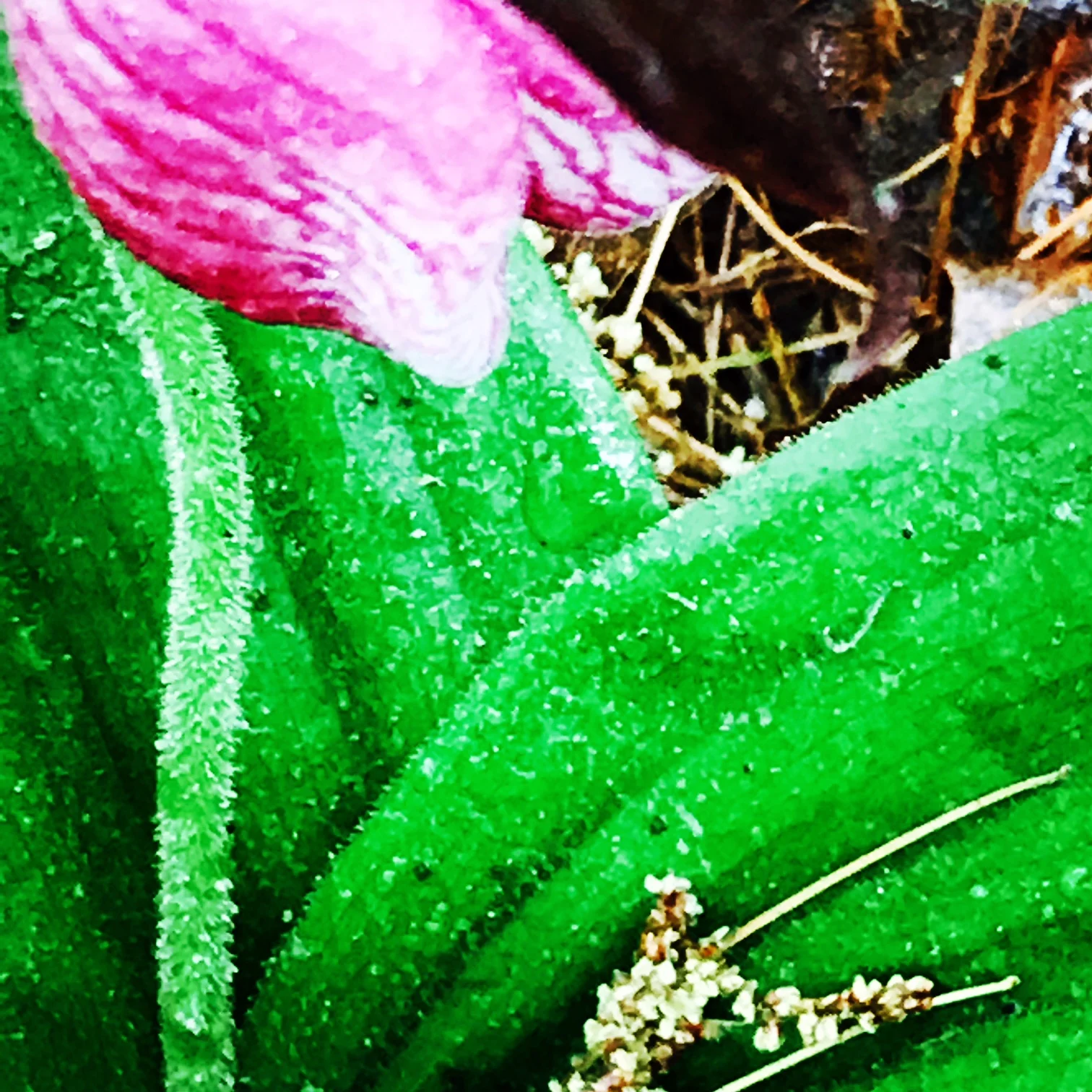 Cypripedium Acaule, Pink Lady Slipper, Rocky Narrows