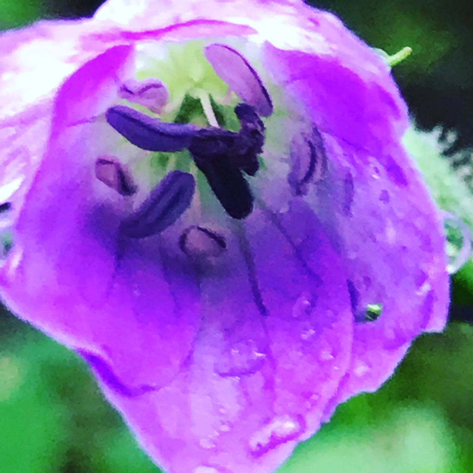 Wild Geranium After Rain