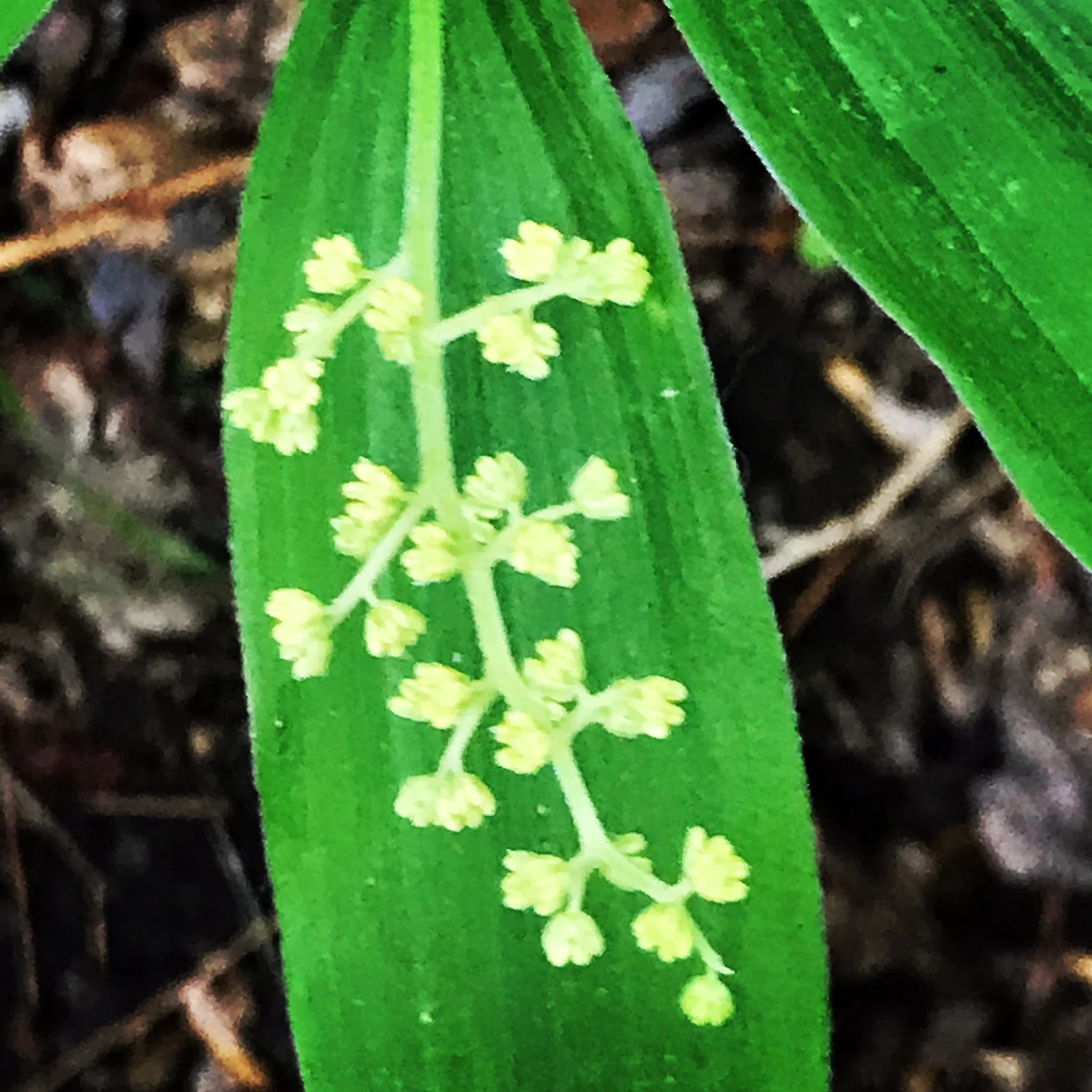 False Solomon's Seal