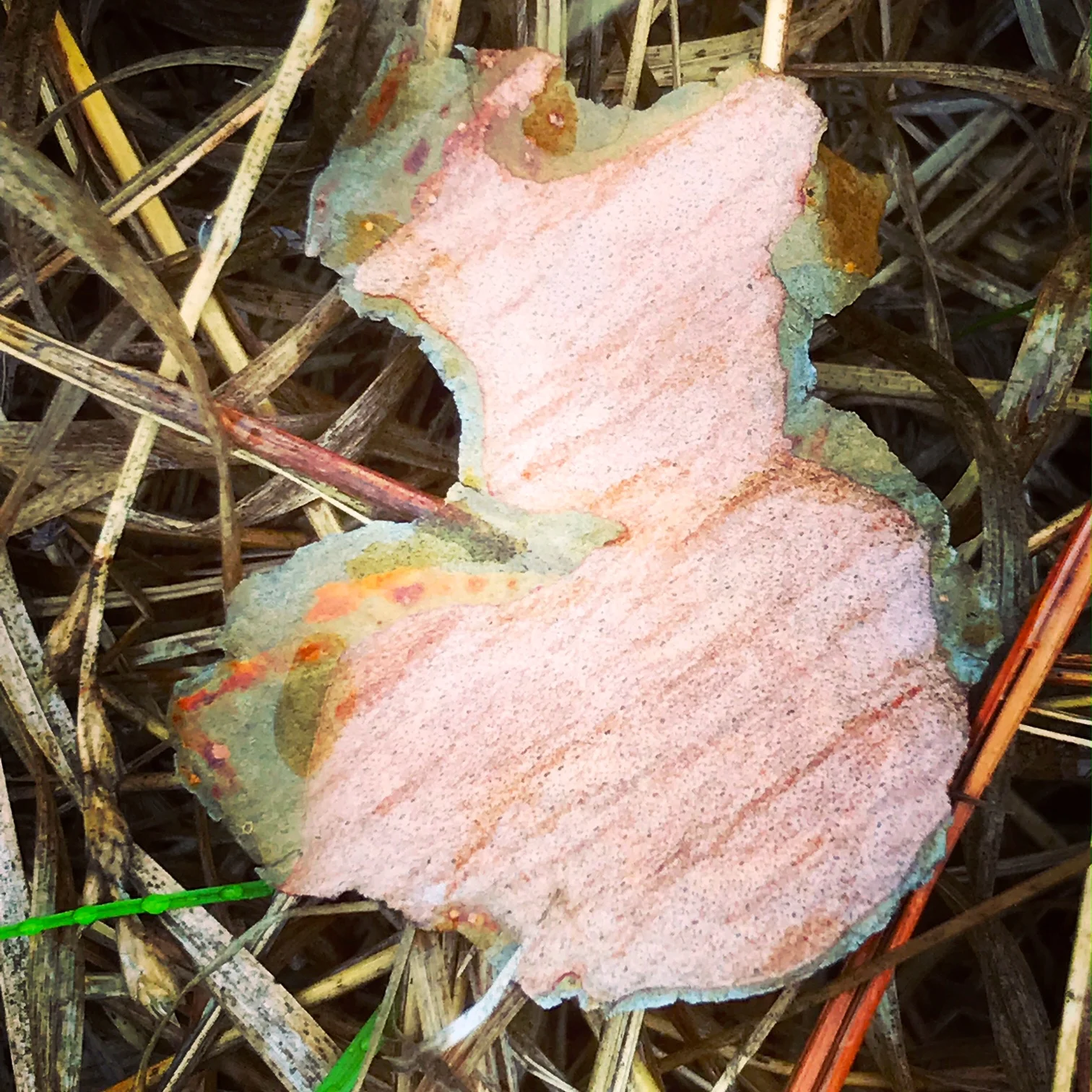 Found: Dress in tree bark; morning meadow
