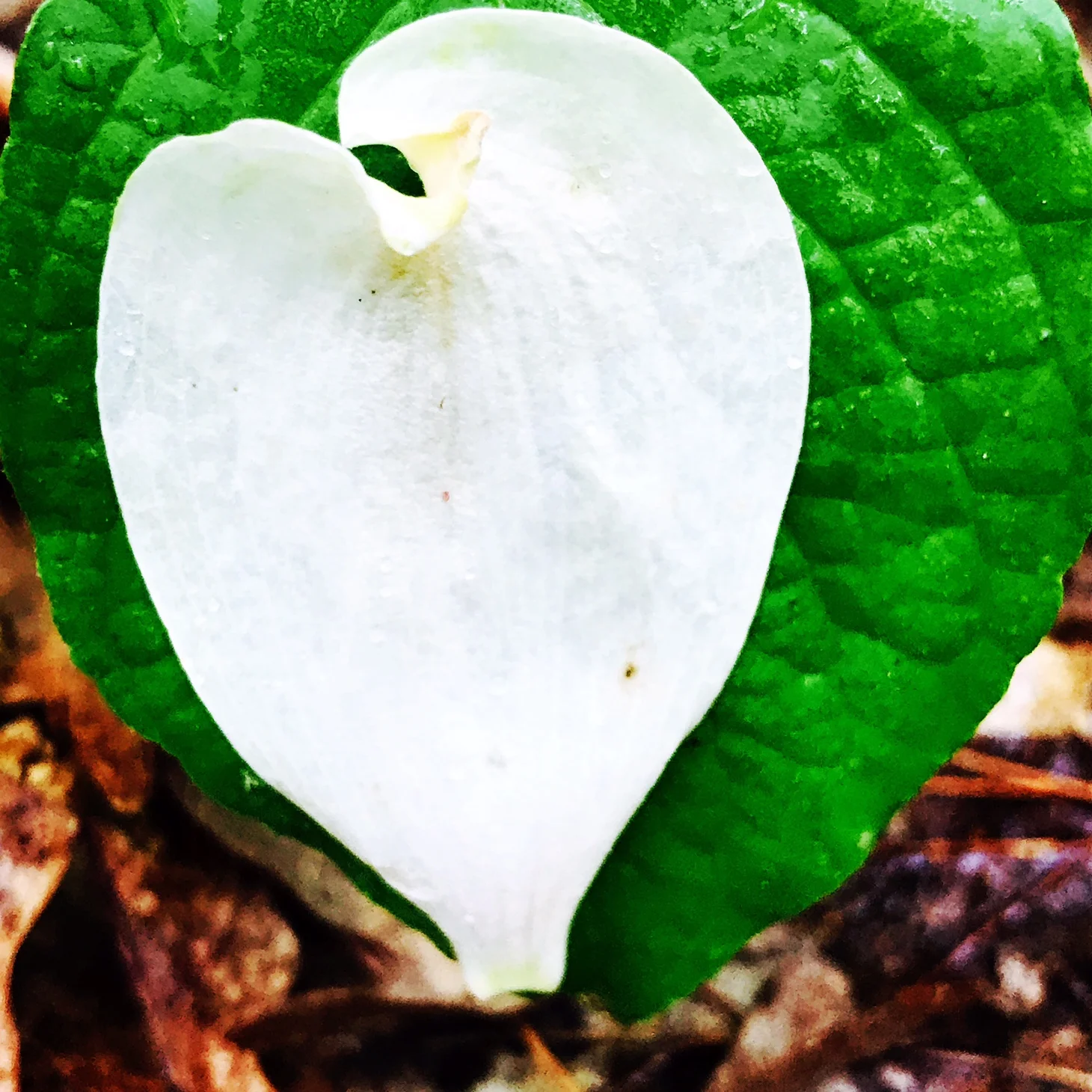 Dogwood petal on leaf