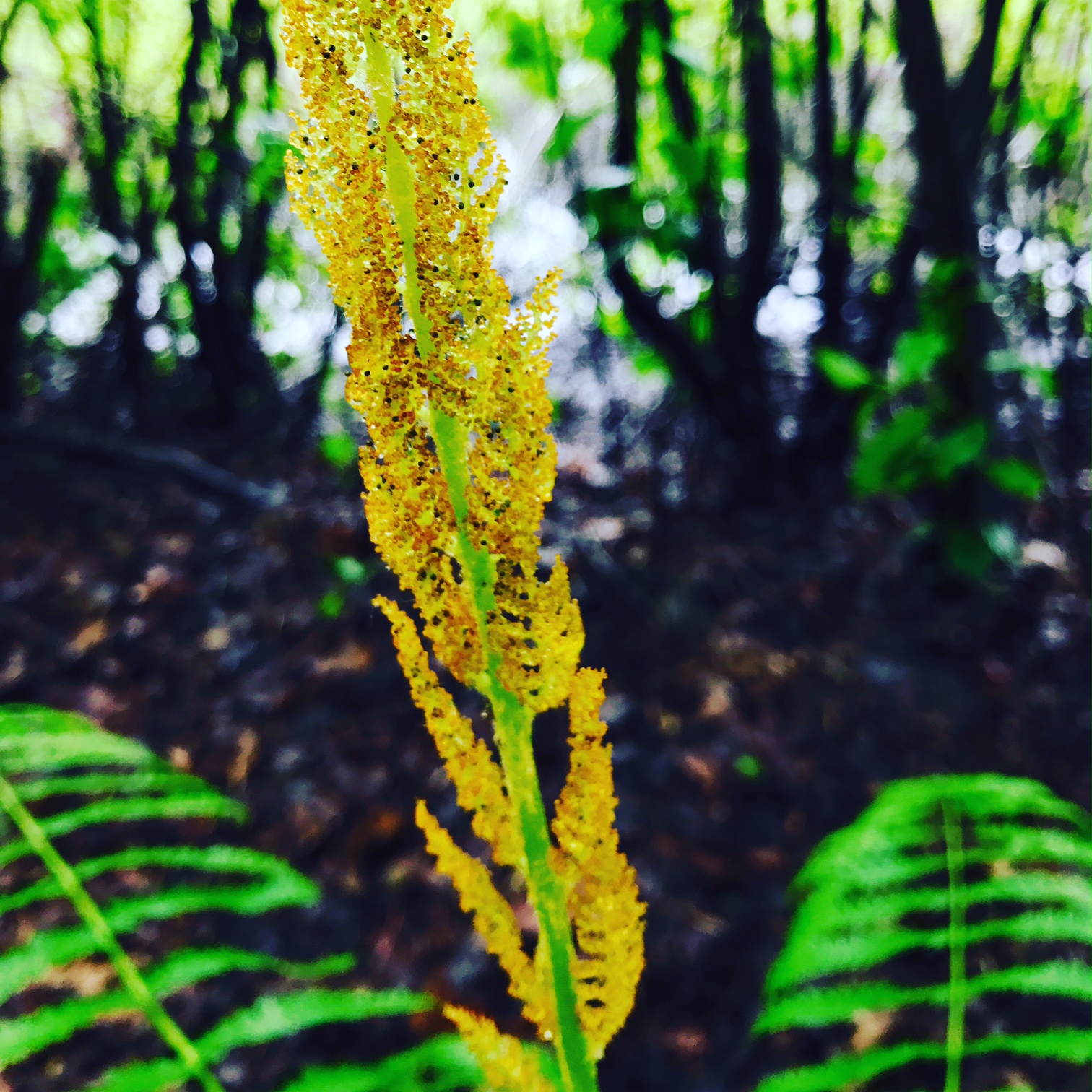 cinnamon fern.JPG