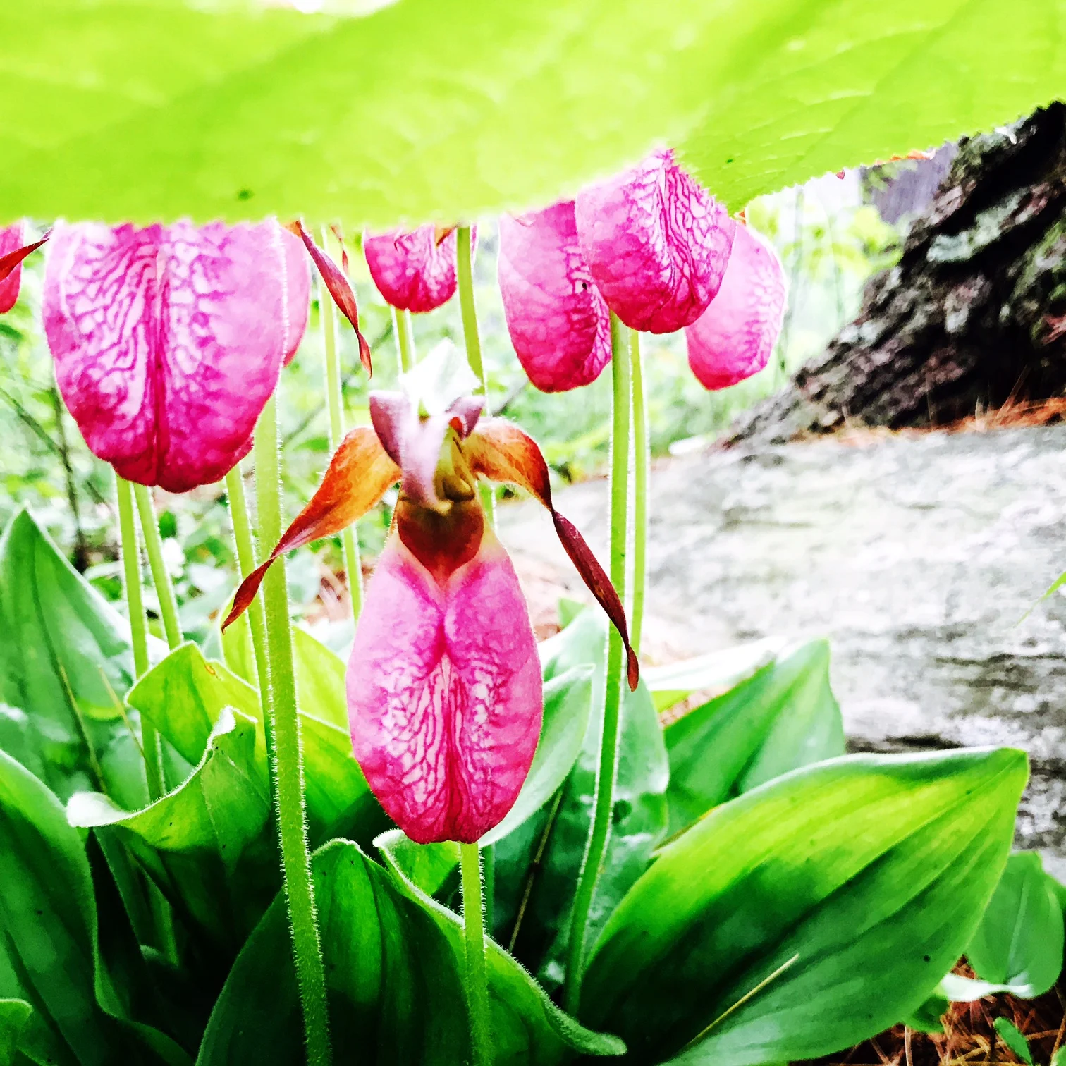 Lady Slippers, Maine Woods
