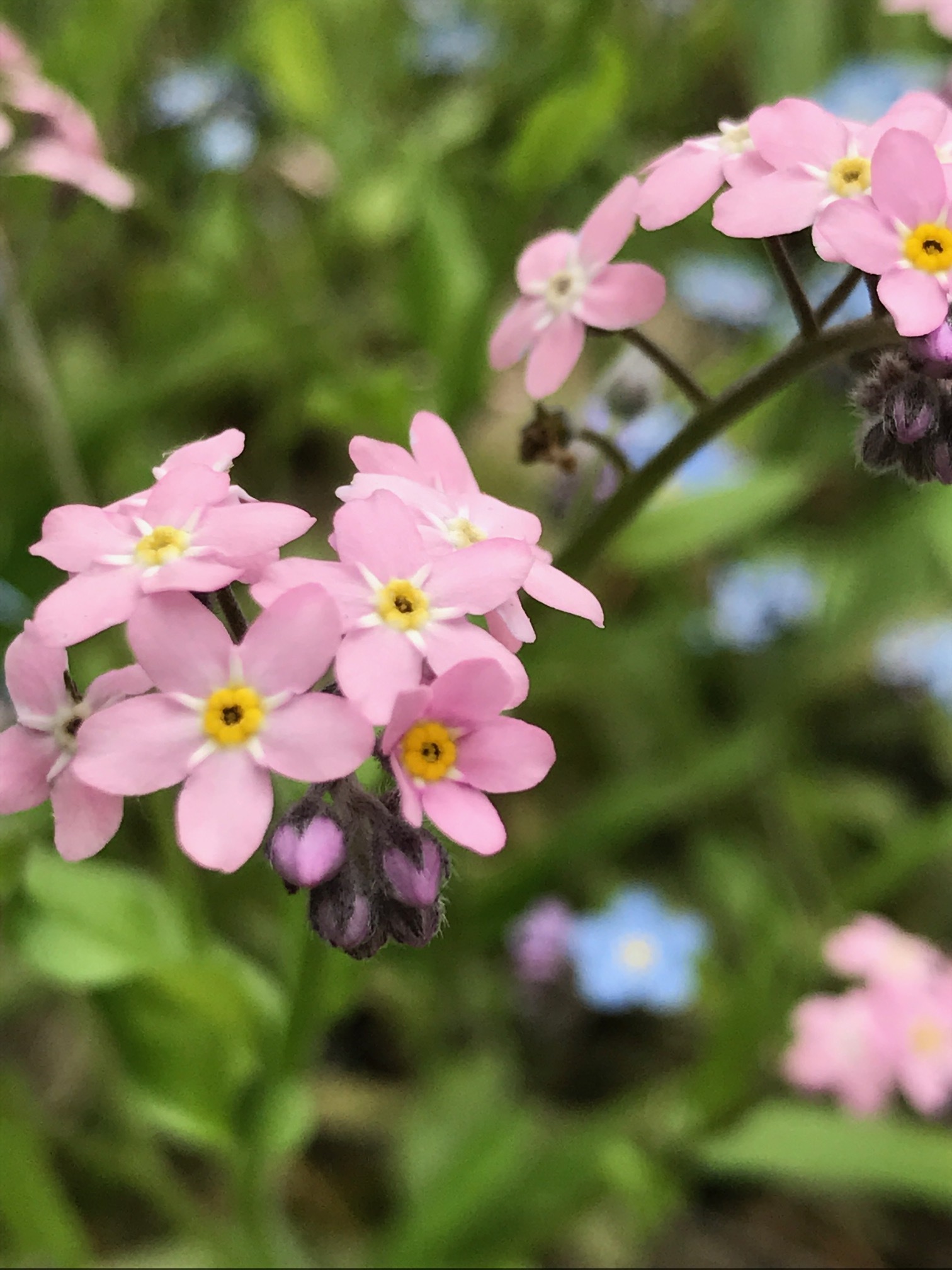 pink forget me ots.JPG