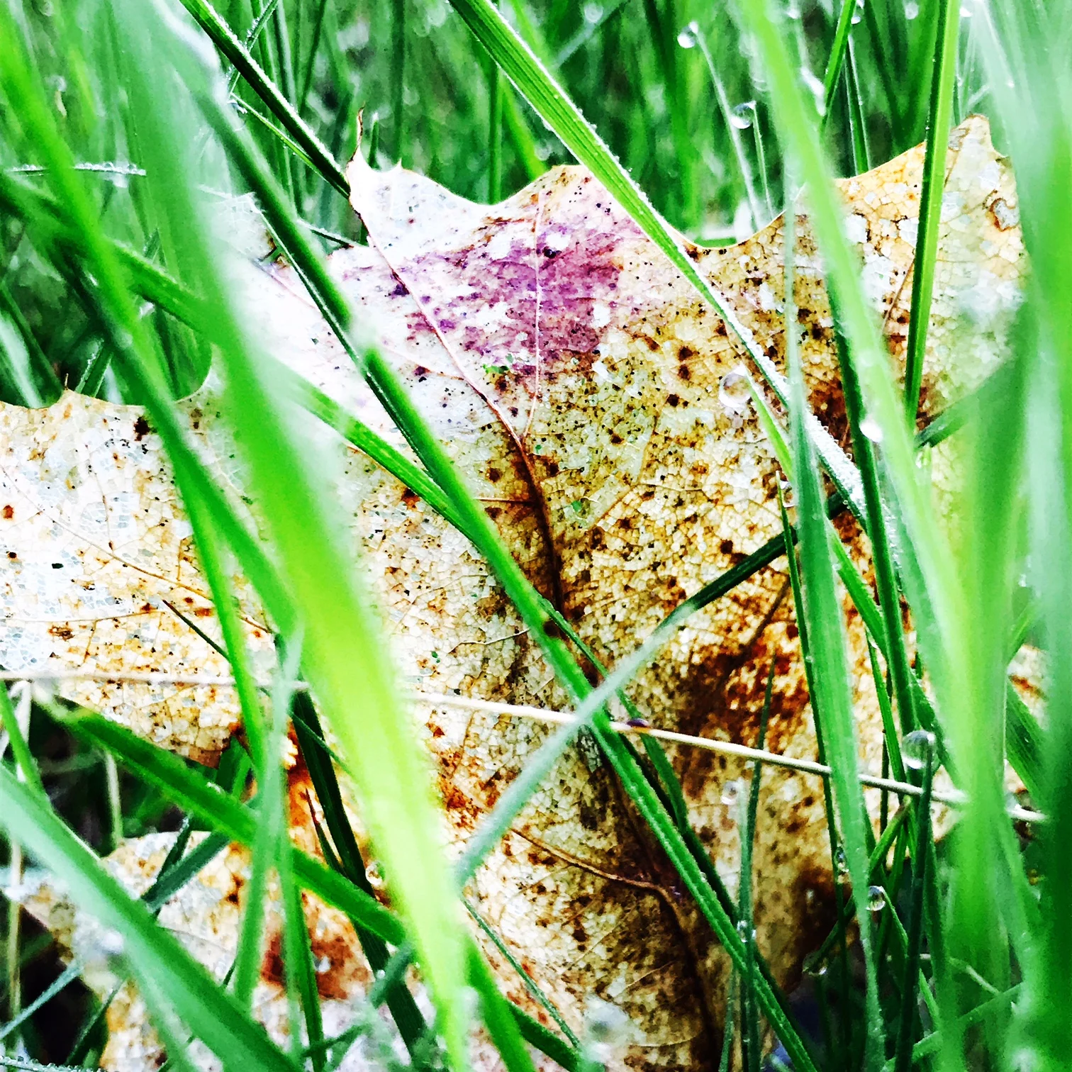 leaf in grass.JPG