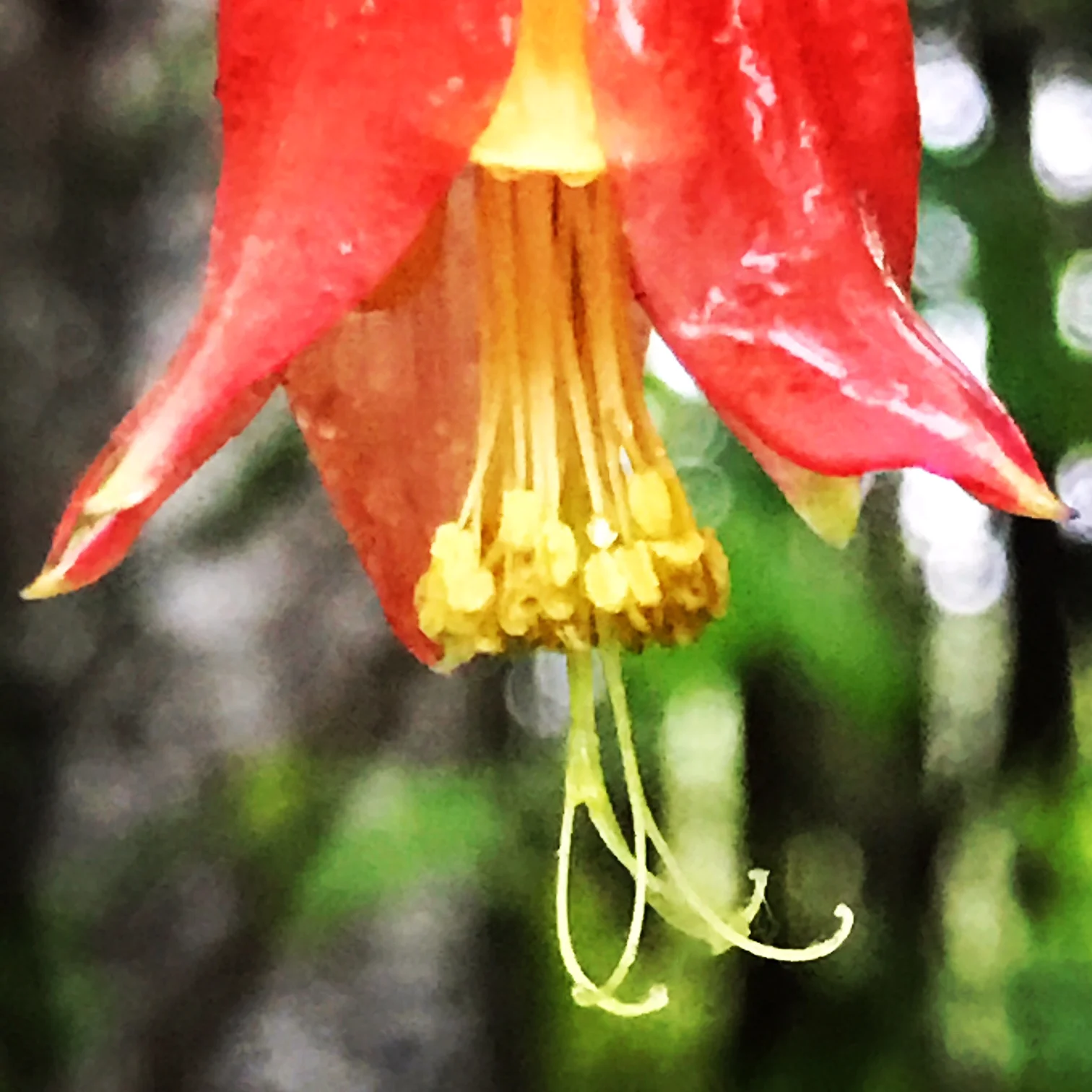 flower.JPG