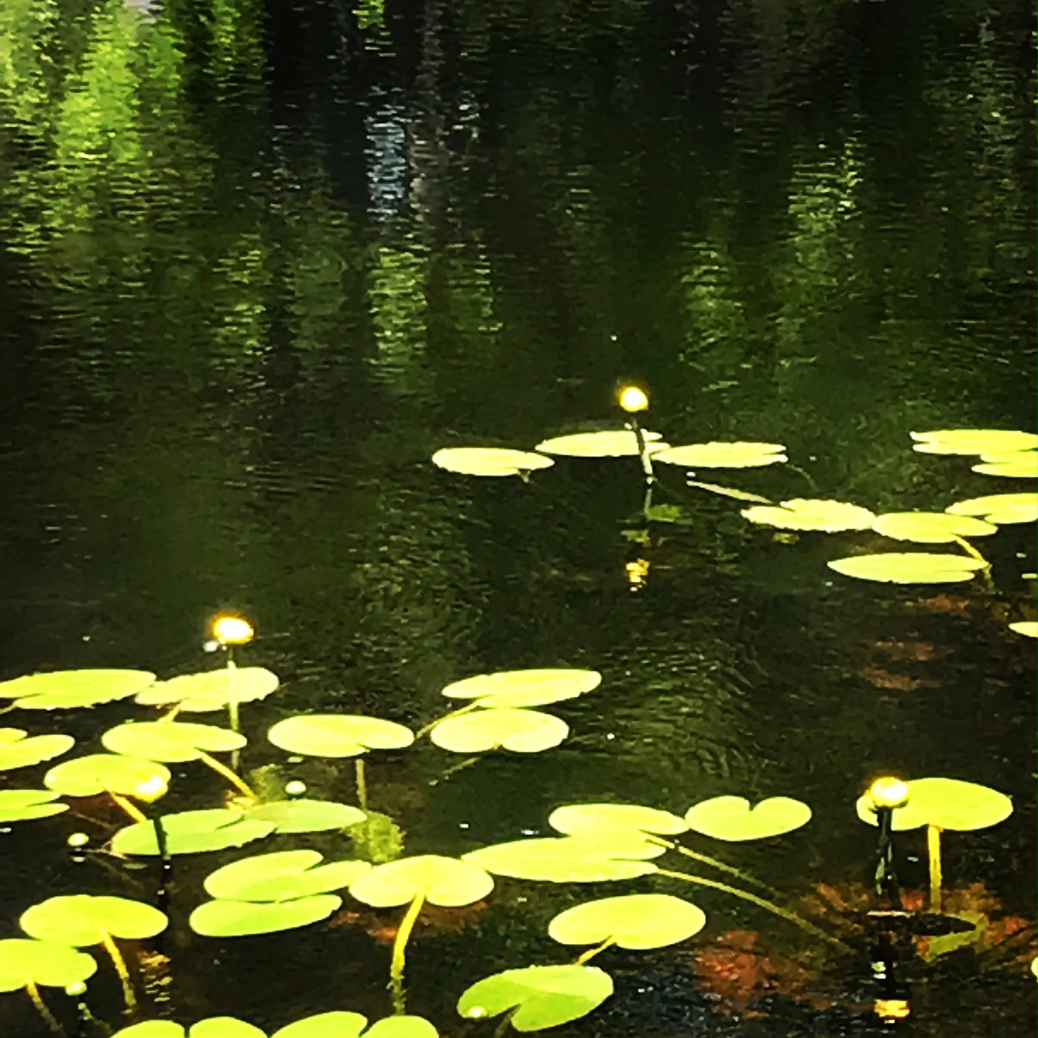 lily pad.JPG