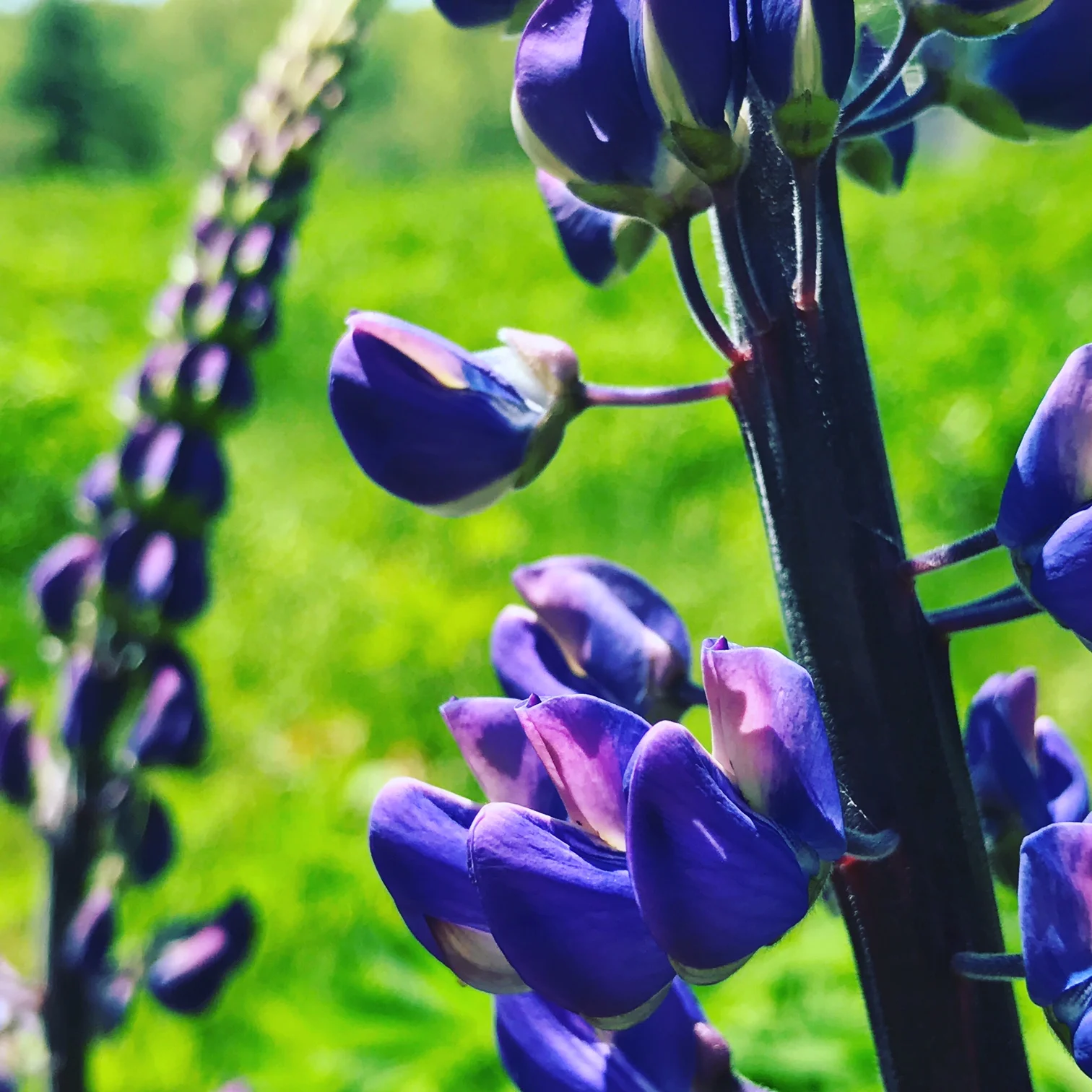 lupine.JPG