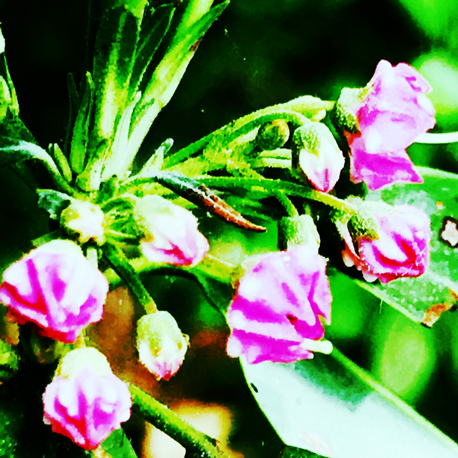 Mountain Laurel