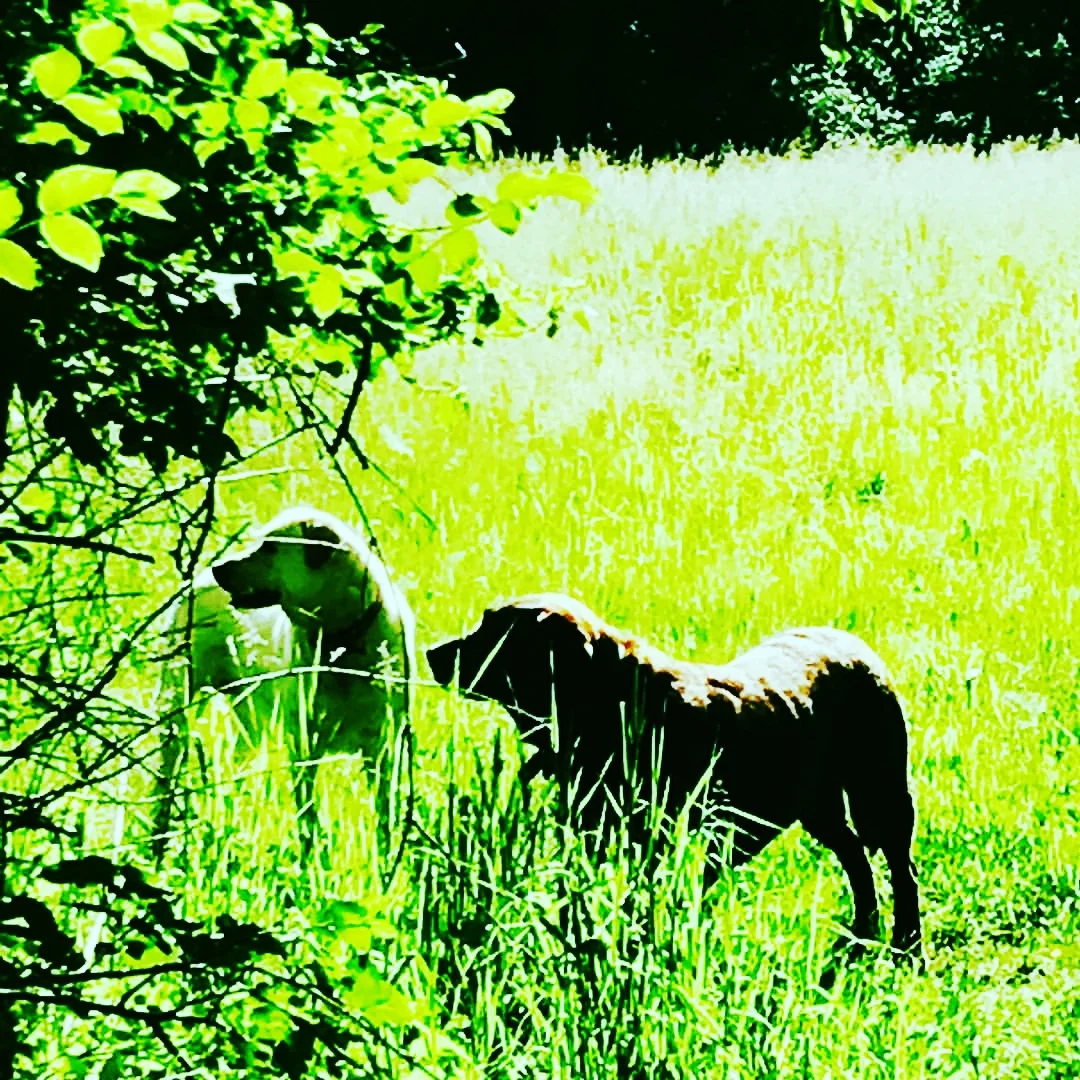 Suzi & Charlie in the Meadow