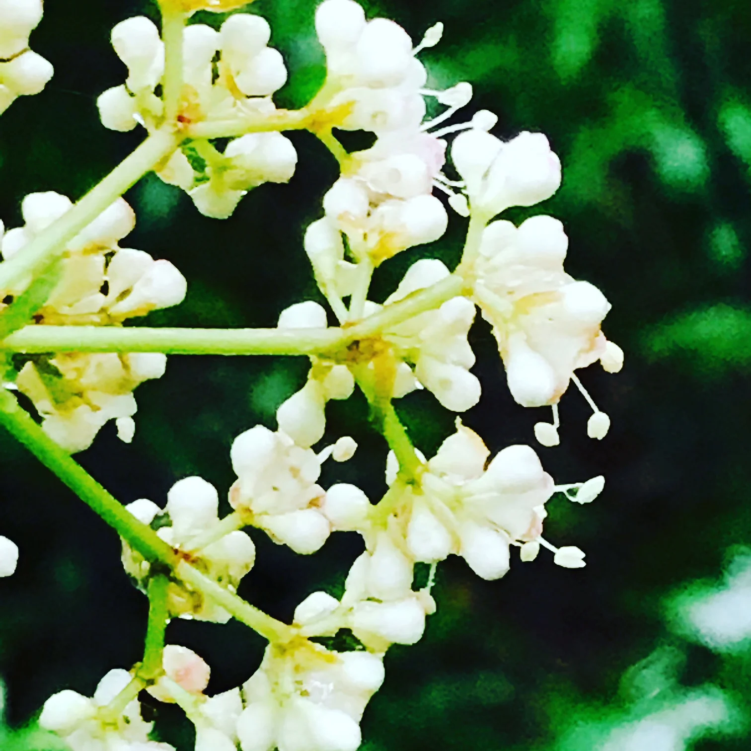 Maple Leaf Viburnum