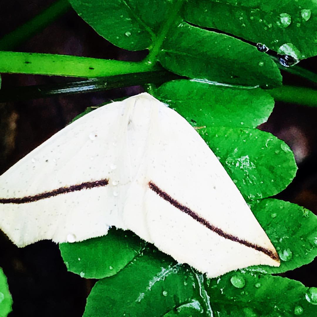 Moth on Fern