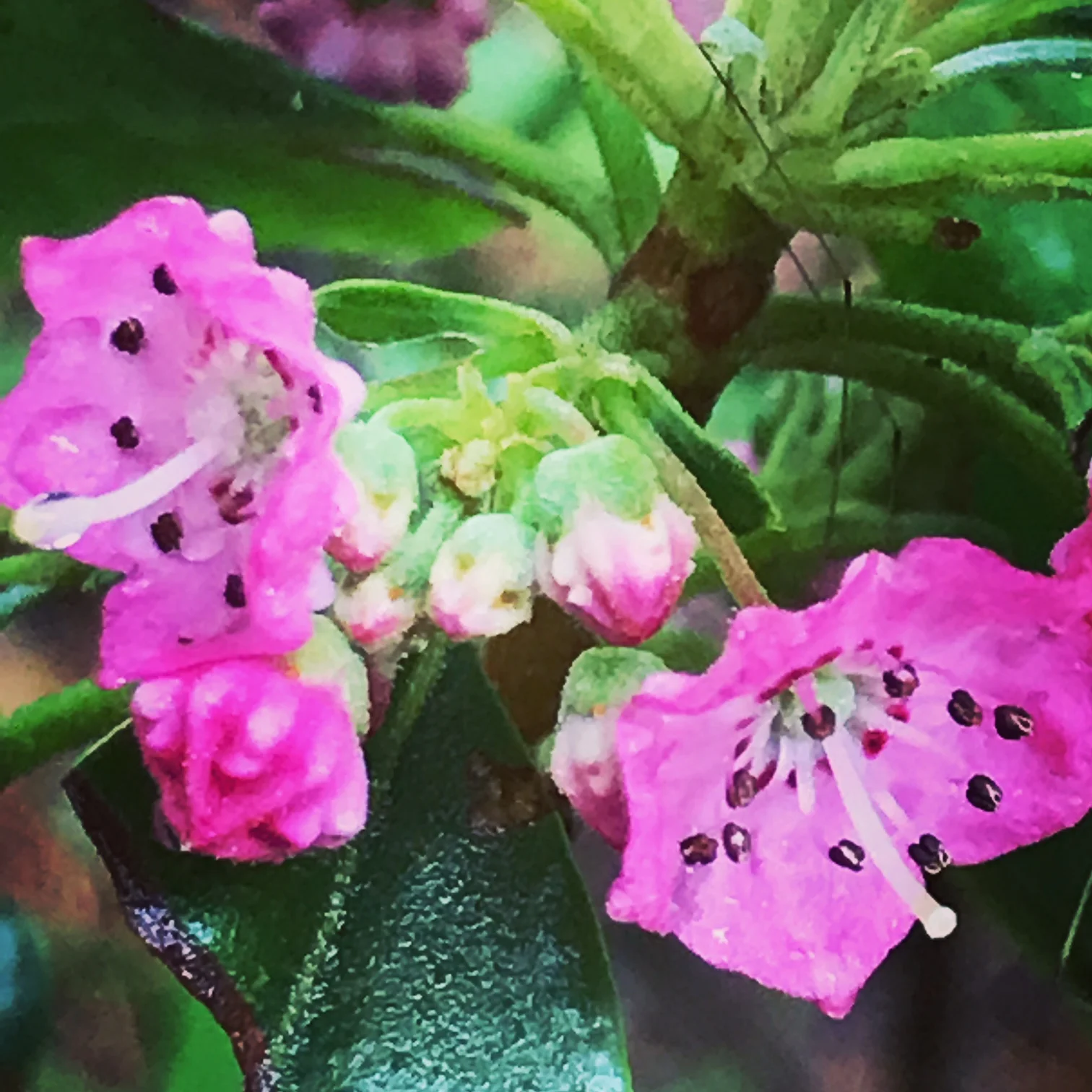 Mountain Laurel