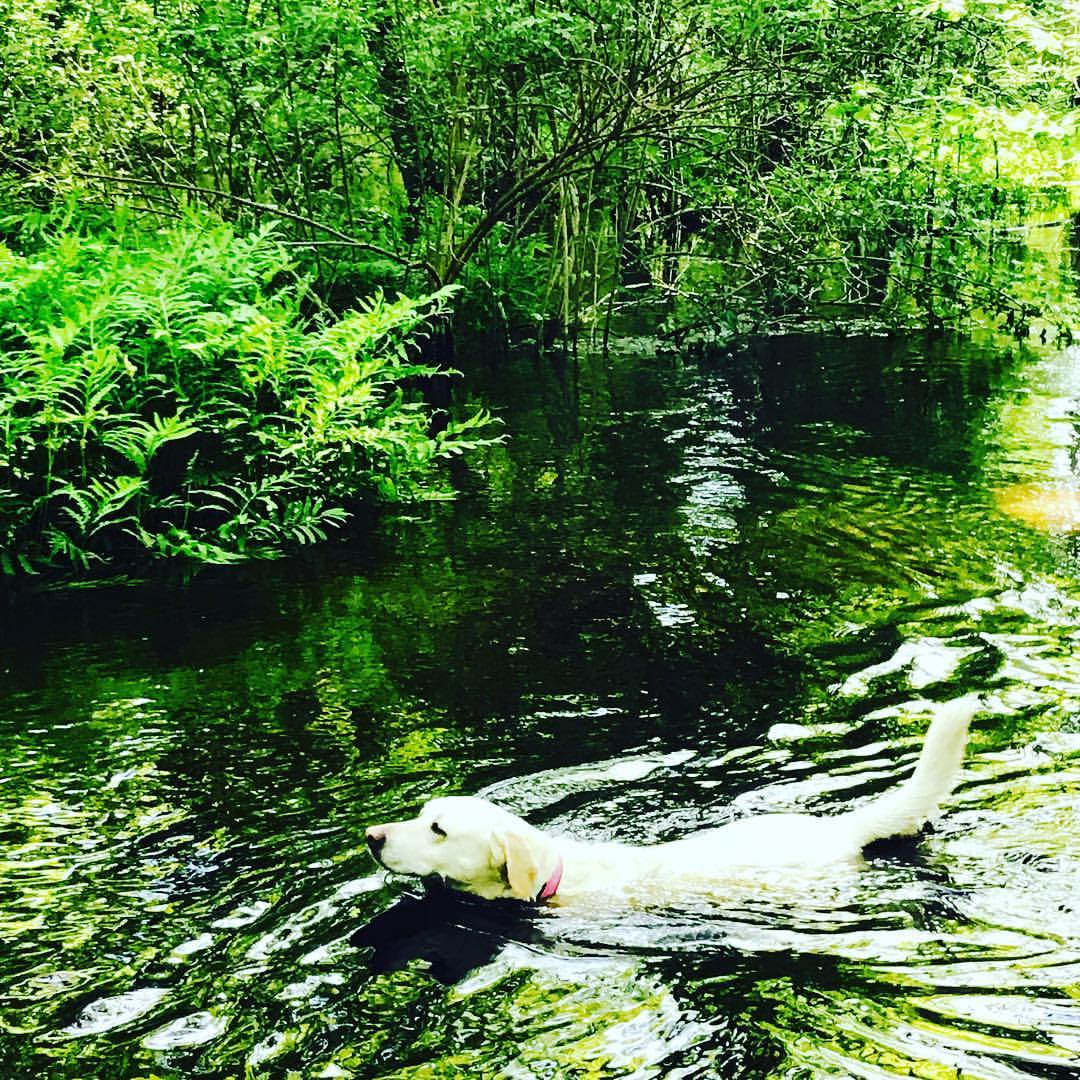 Suzi in the Brook