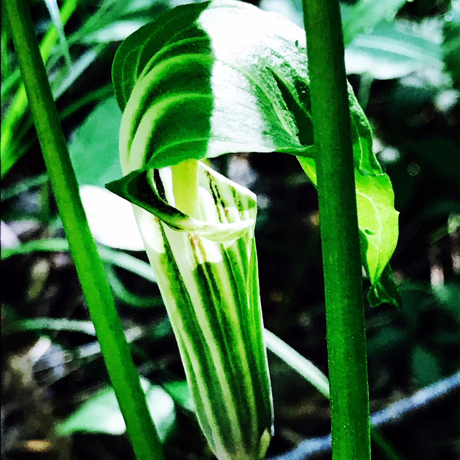 Jack-in-the-Pulpit