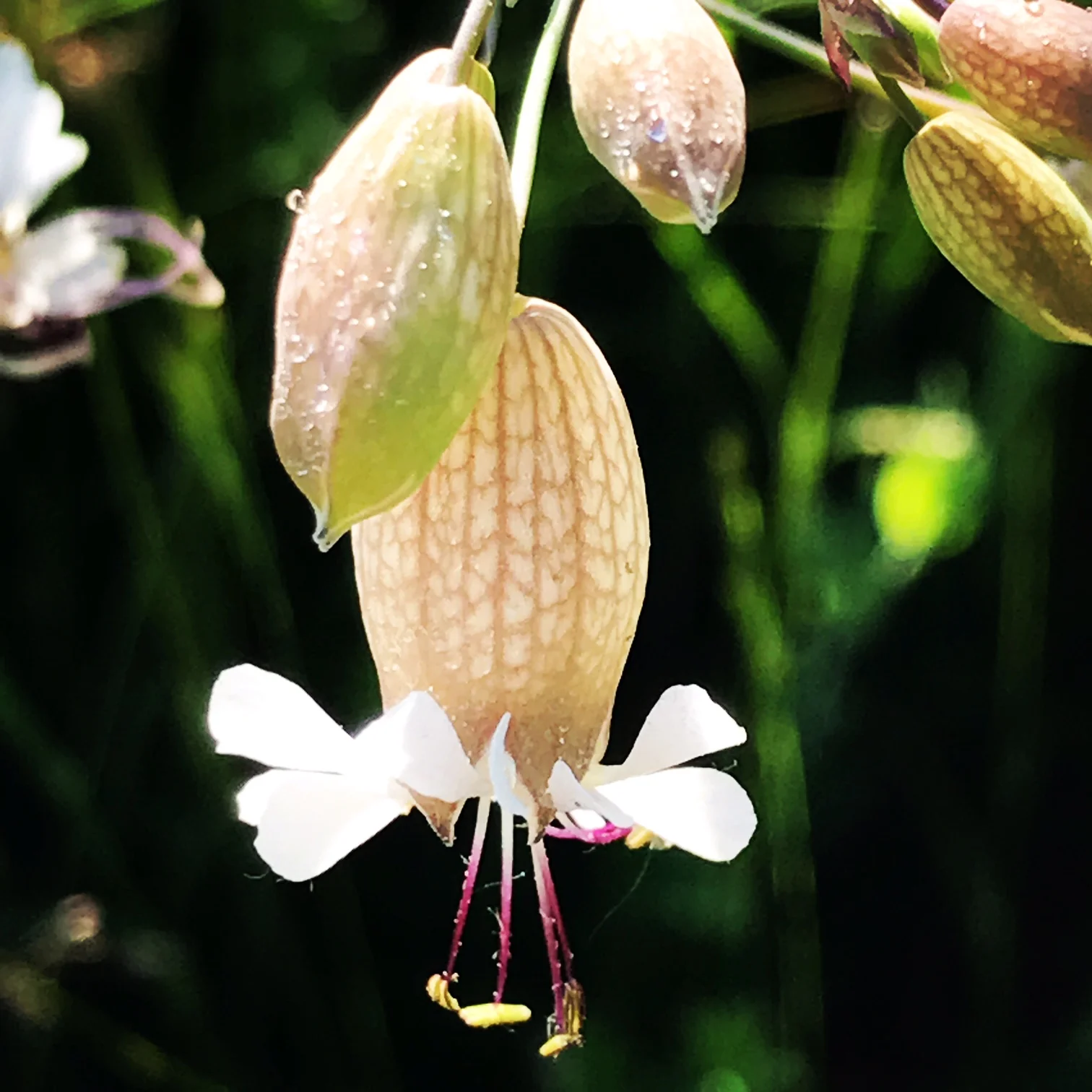White Campion