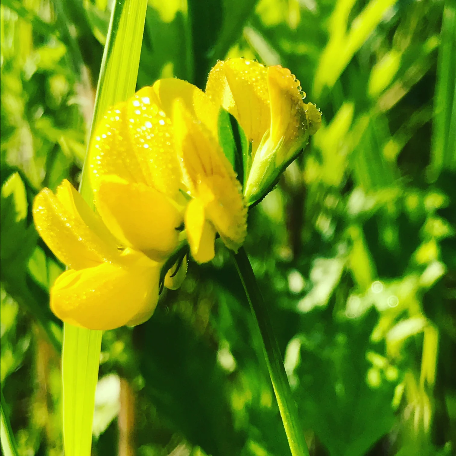 Bird's Foot Trefoil