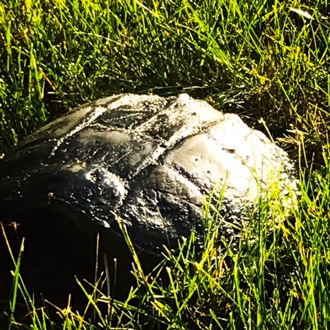 Snapping Turtle Laying Eggs