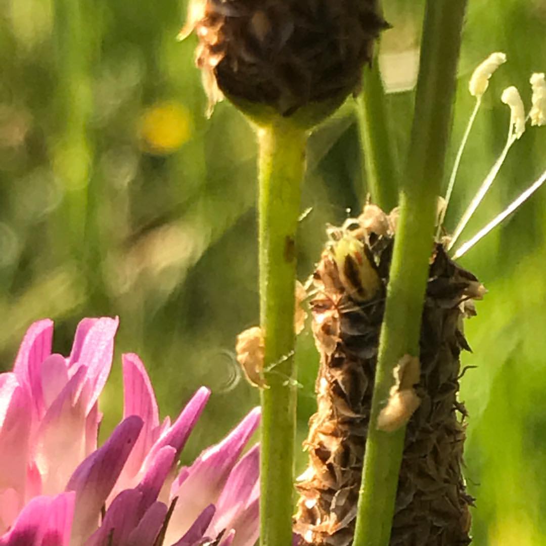 Red clover in lamb's tongue