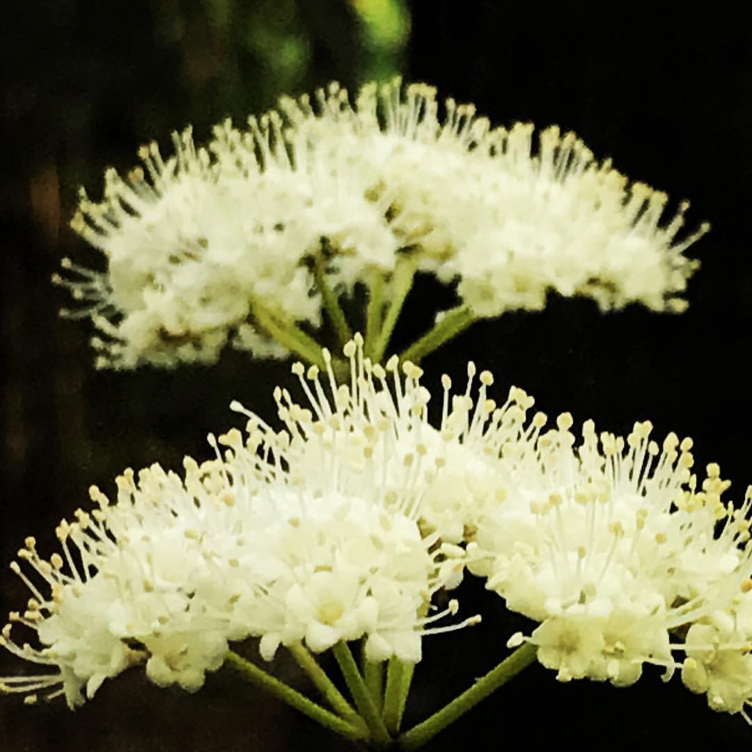 Maple leaf viburnum