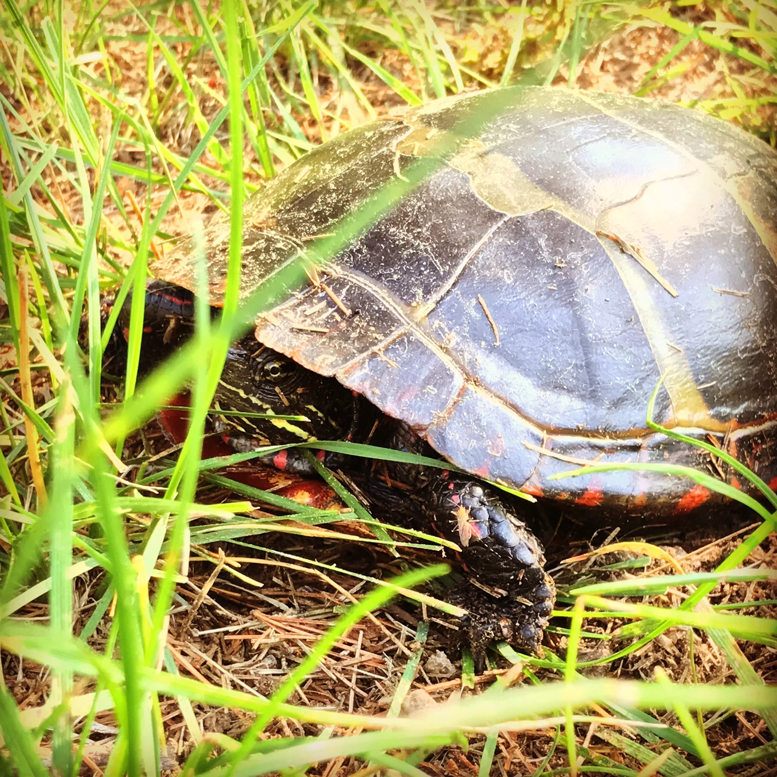 Painted turtle laying eggs