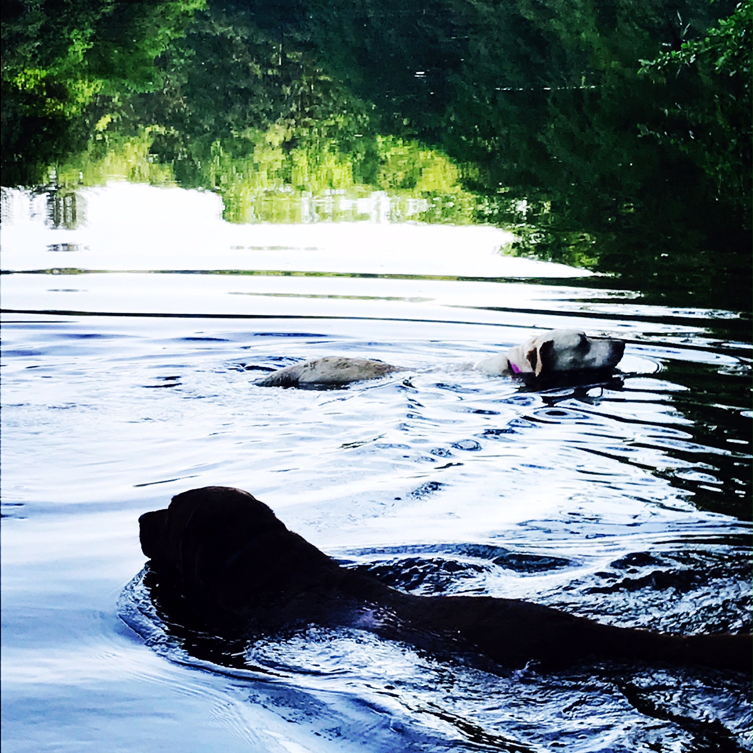 dogs swimming.JPG