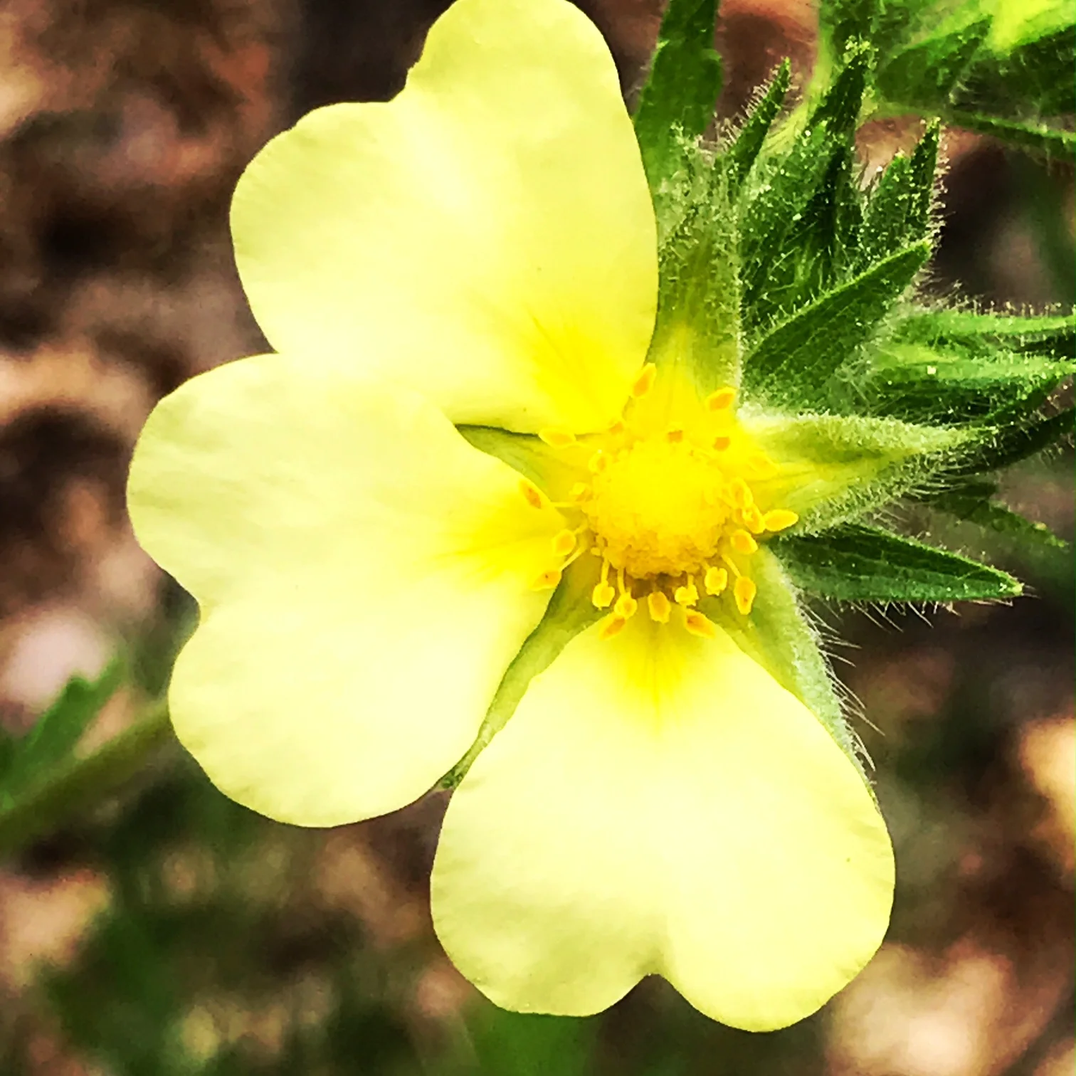 An exquisitely imperfect wildflower of the field