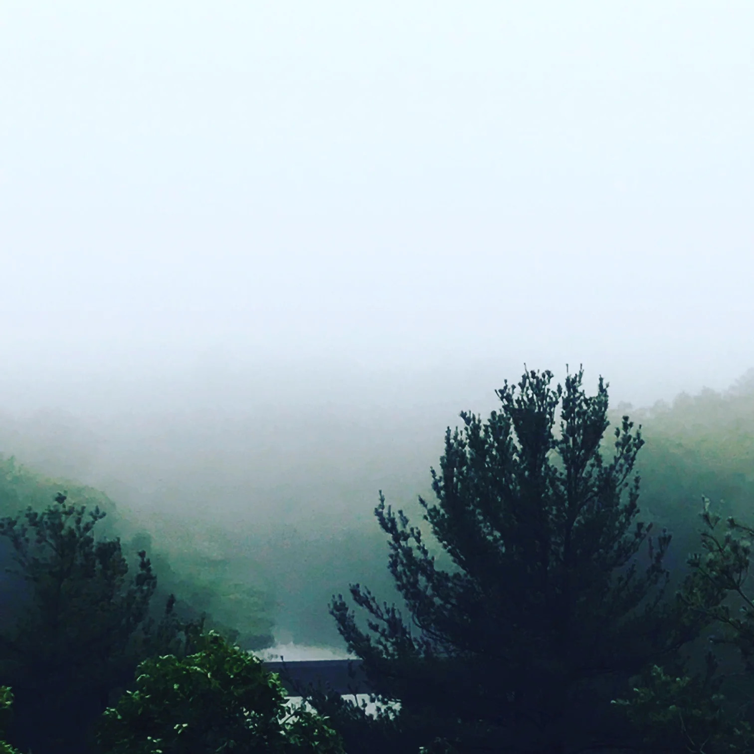 tree tops.JPG