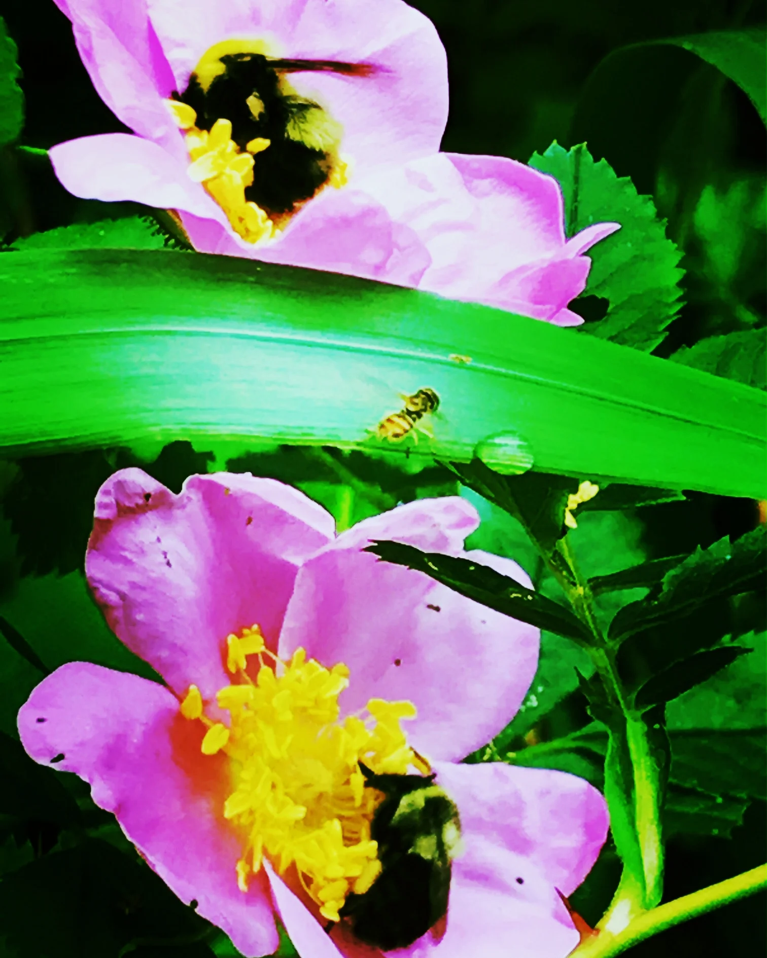 Three Bees in the Roses