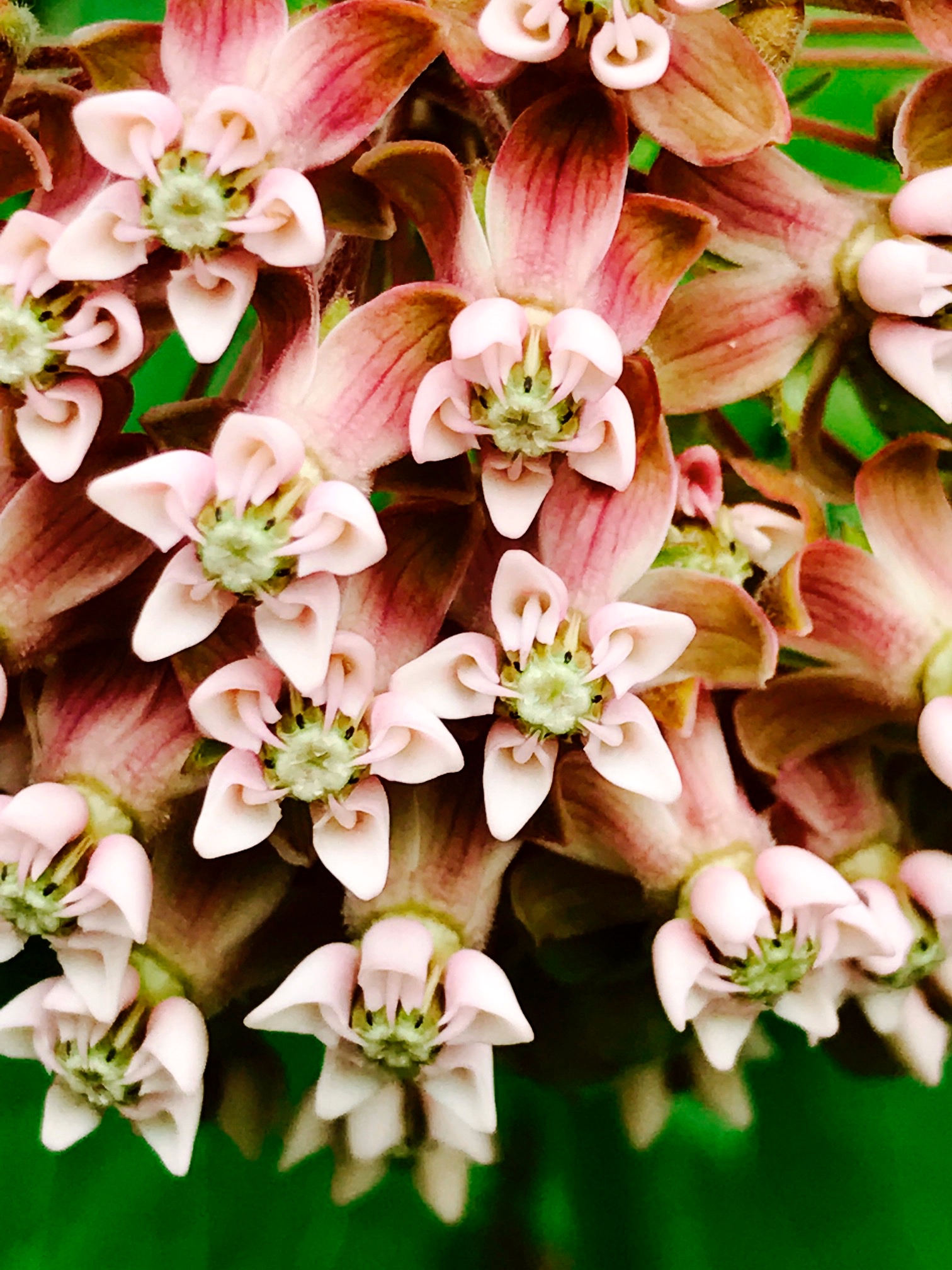 Milkweed 1.jpg