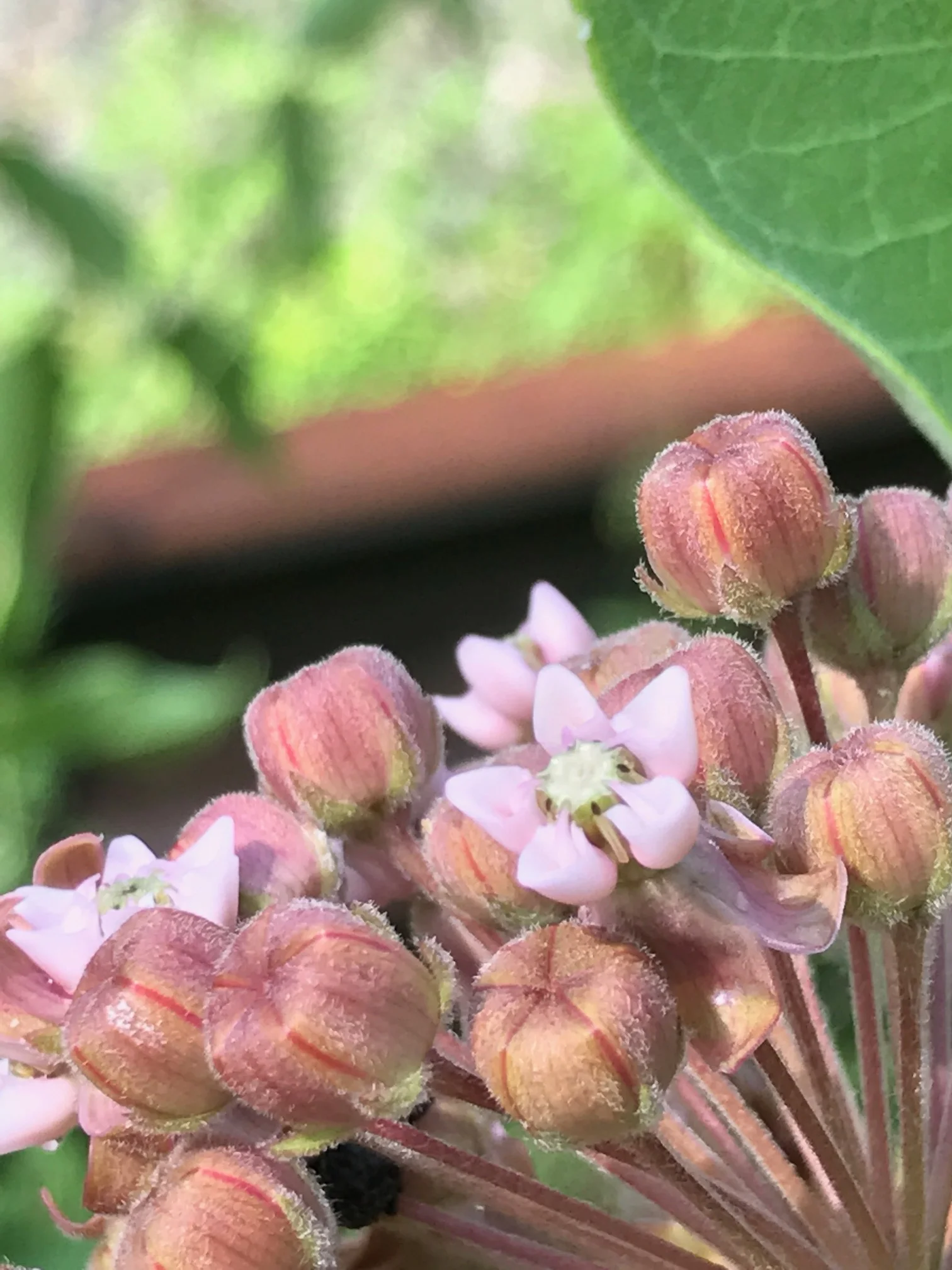 Milkweed