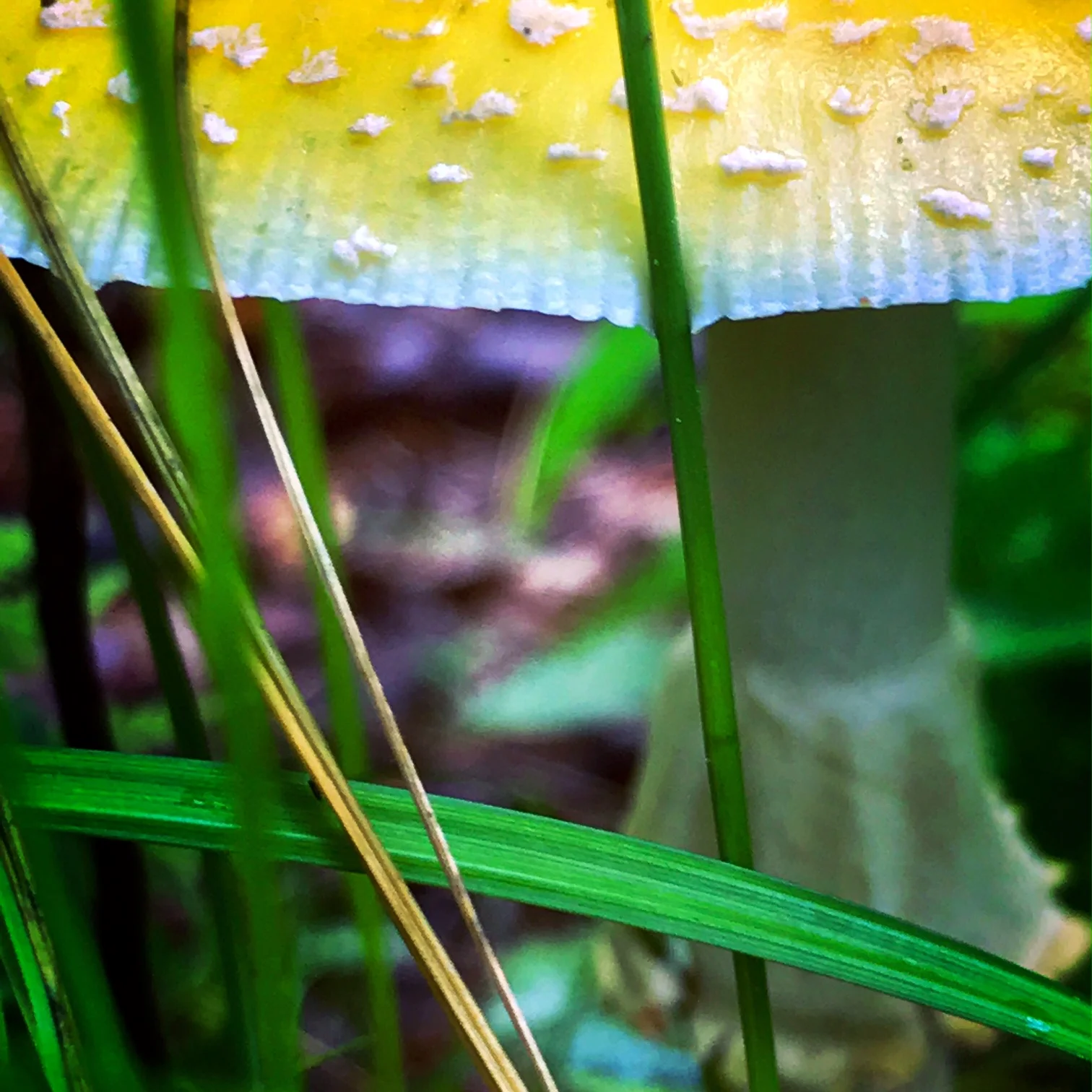  Amanita muscaria var. guessowii?