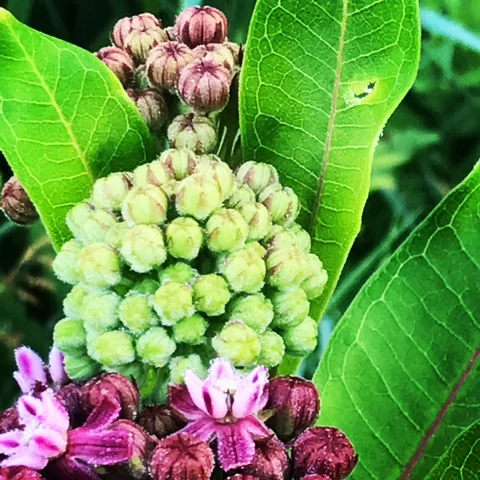 Milkweed