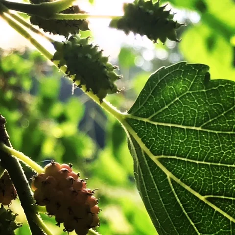 Mulberry Tree