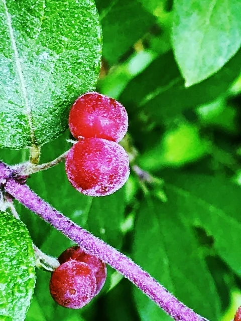 Honeysuckle Berries in June