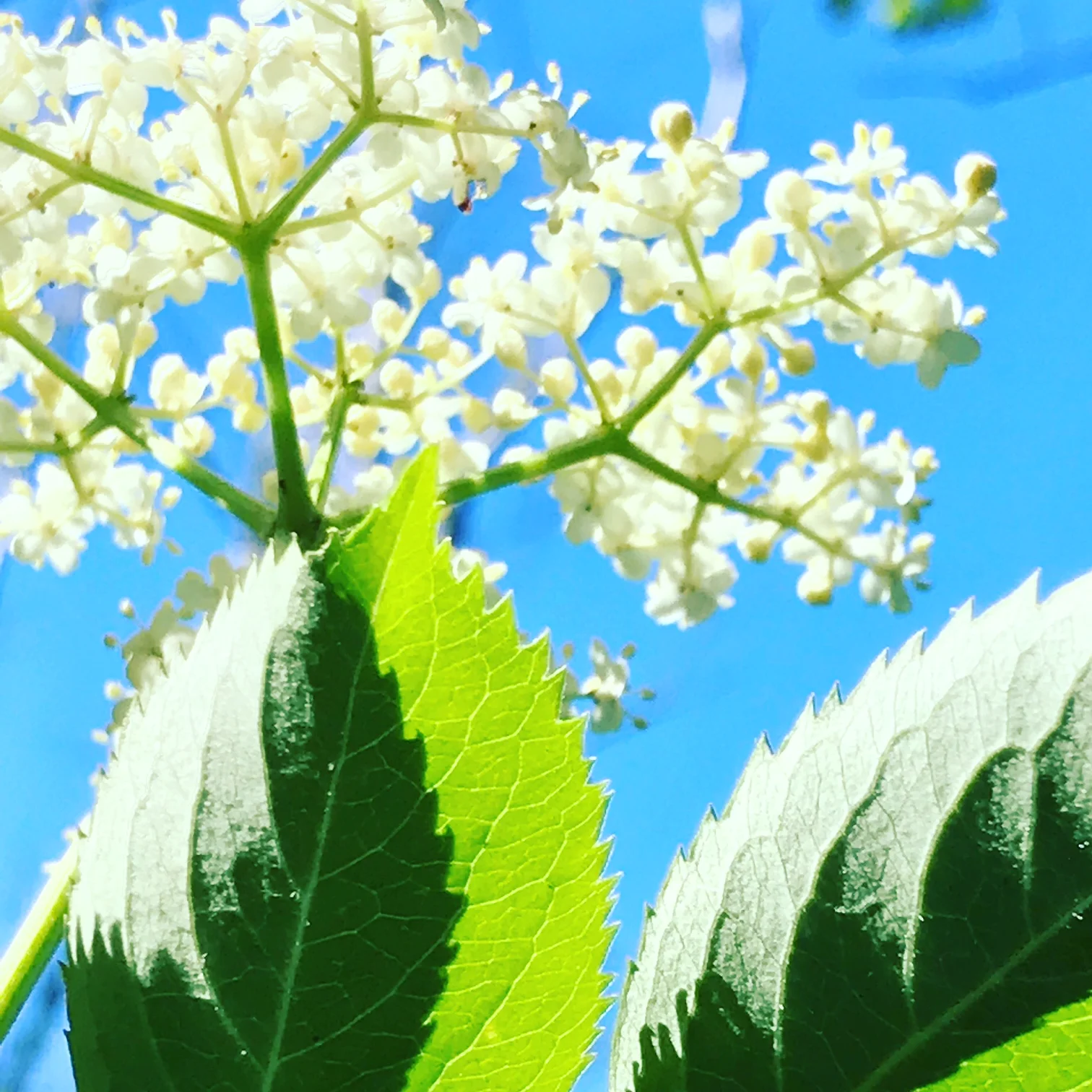 Wild Viburnum in the Sunny Swamp