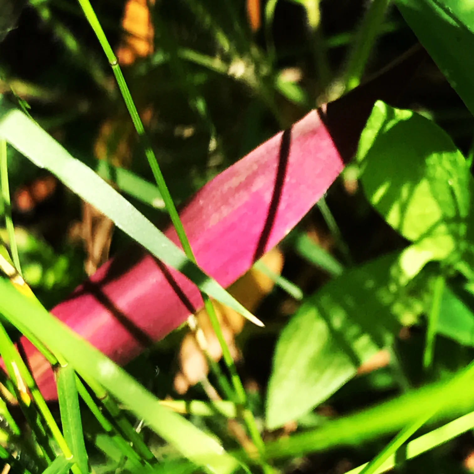 Purple Grass