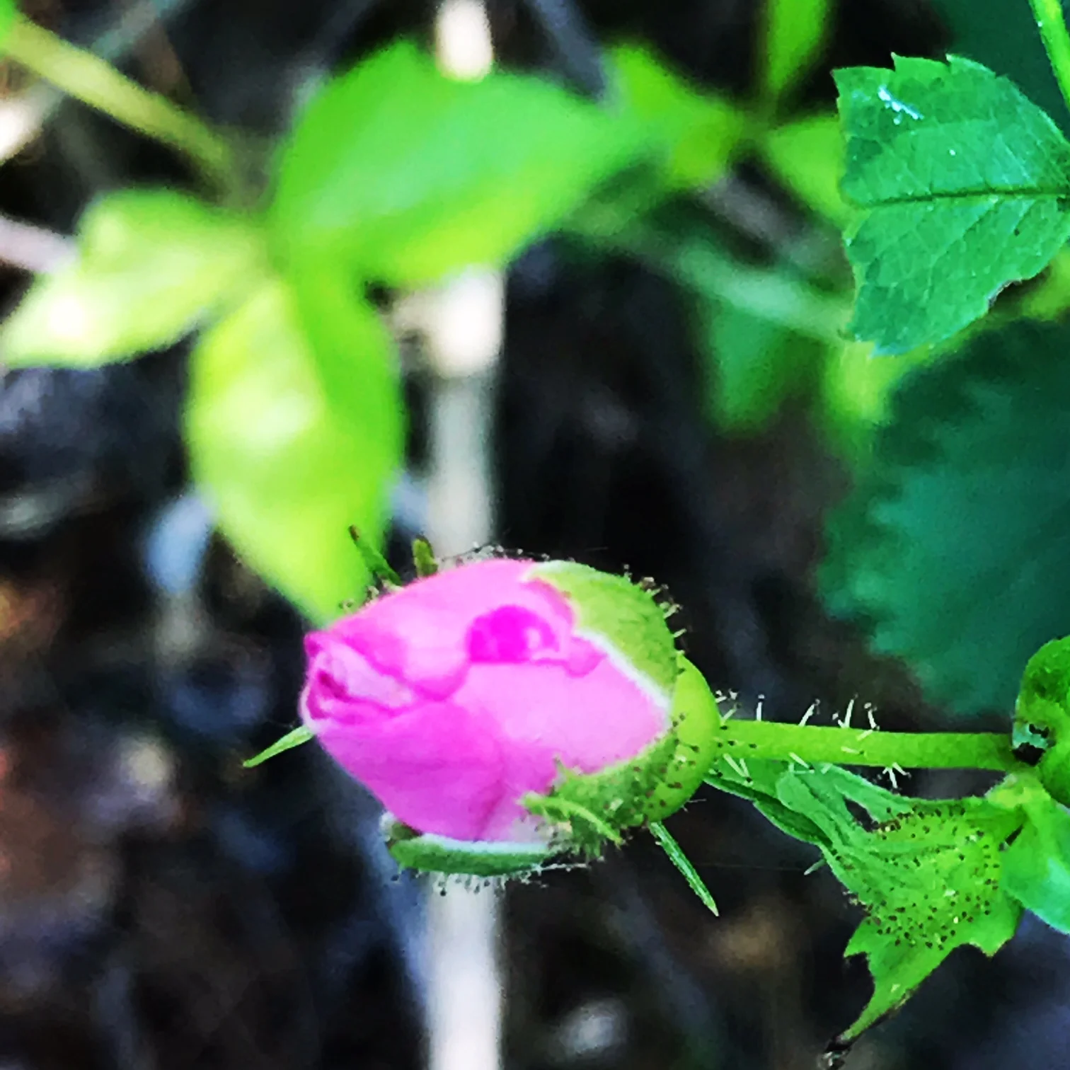 Wild Rose