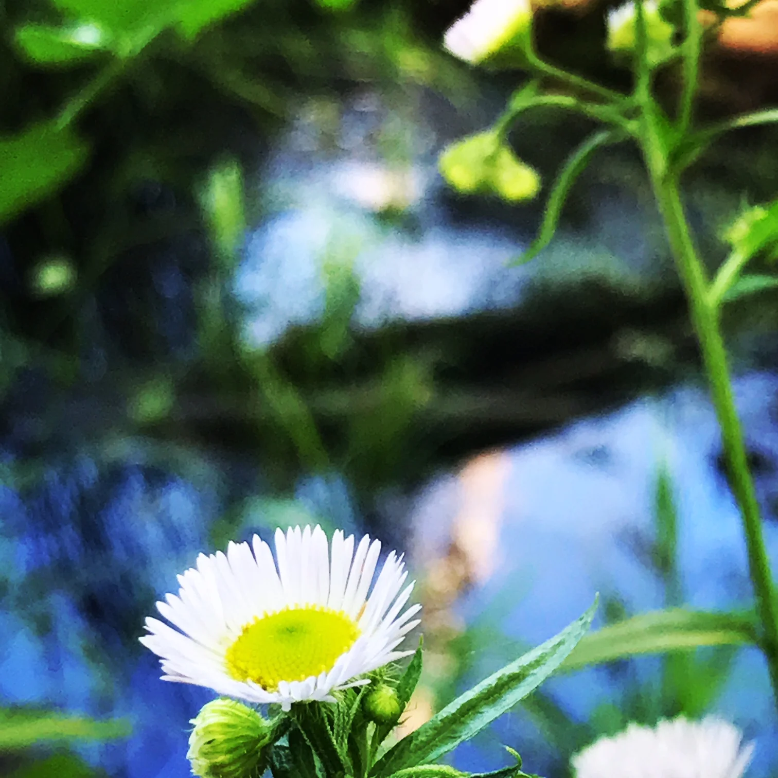 Daisy Fleabane