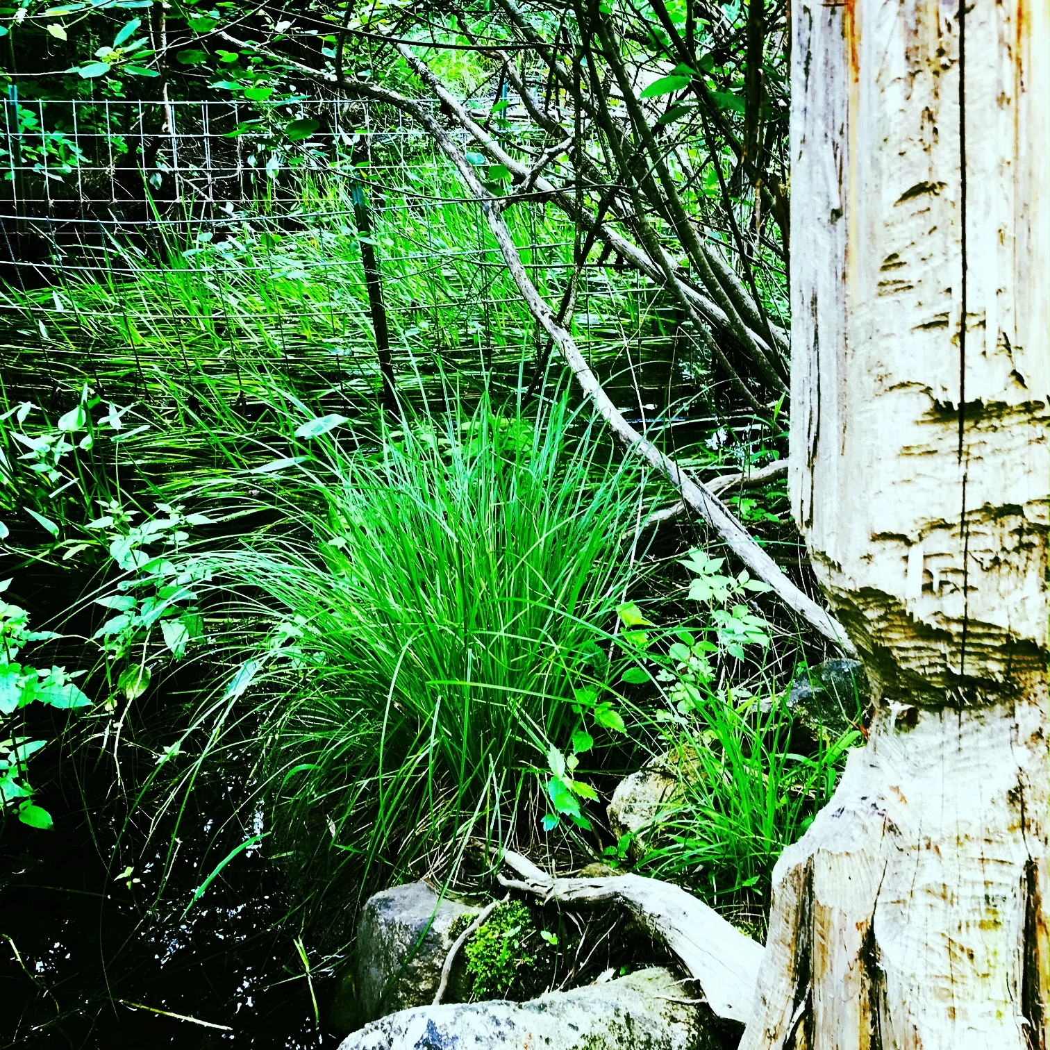 Beaver at Work on the Brook