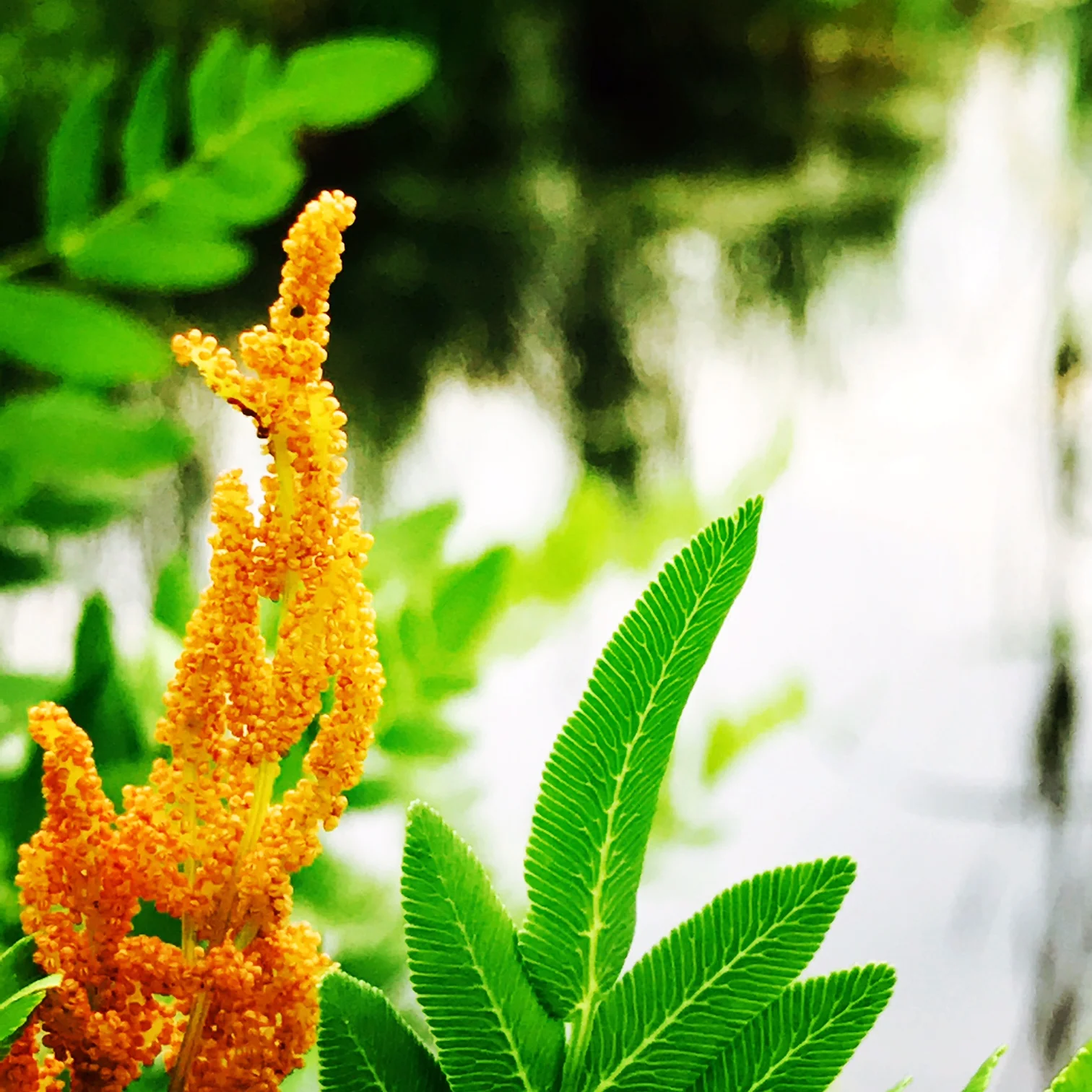 fern.JPG