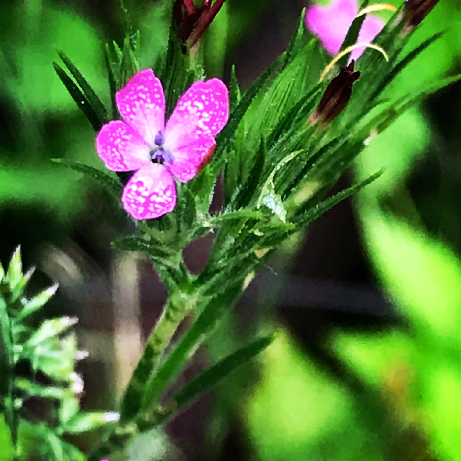Deptford Pink