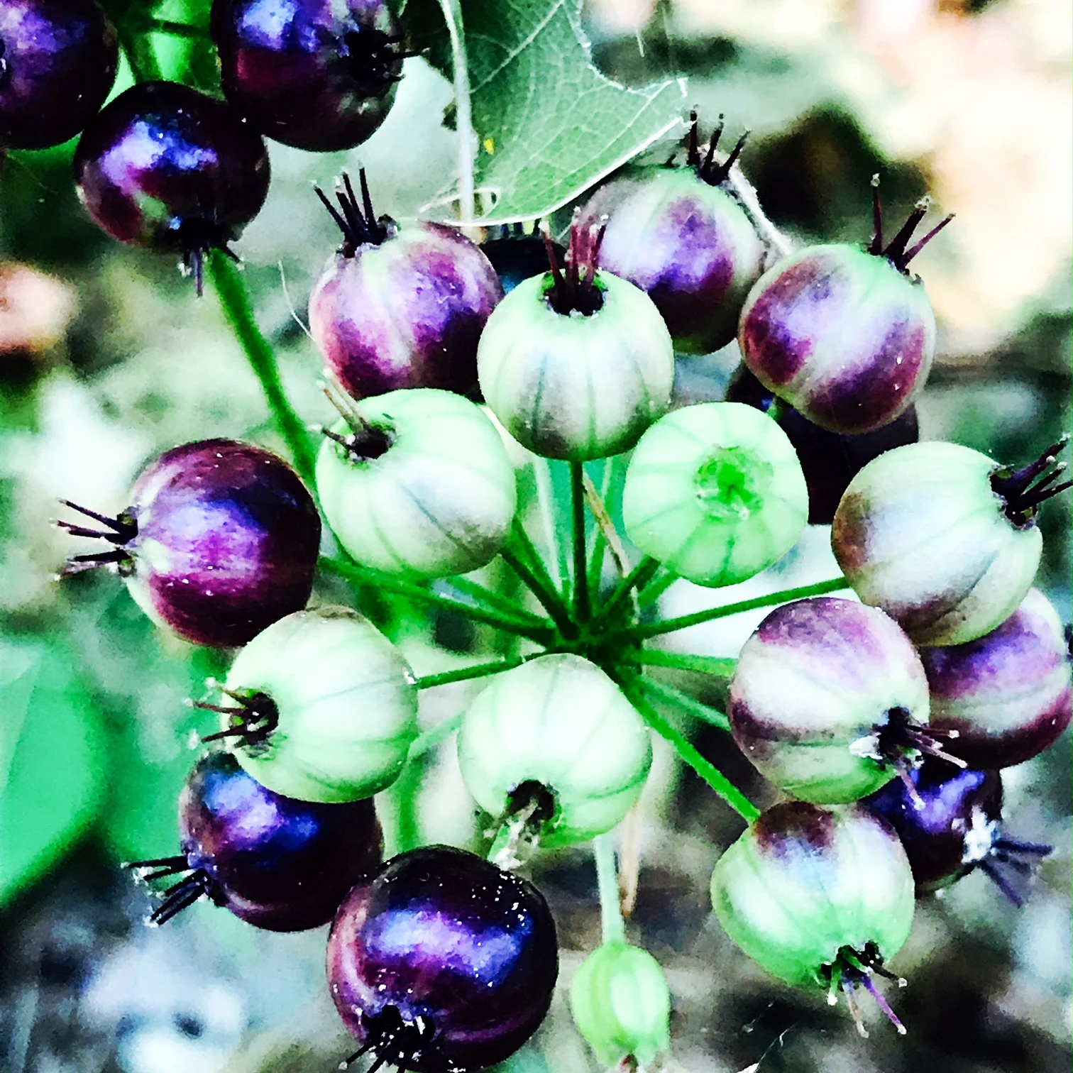 Wild Sarsaparilla Berries