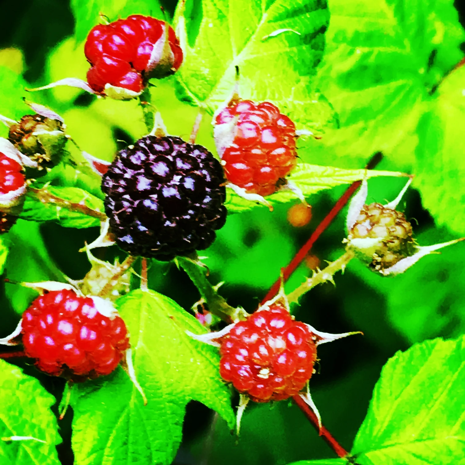 Black Raspberries in the Meadow