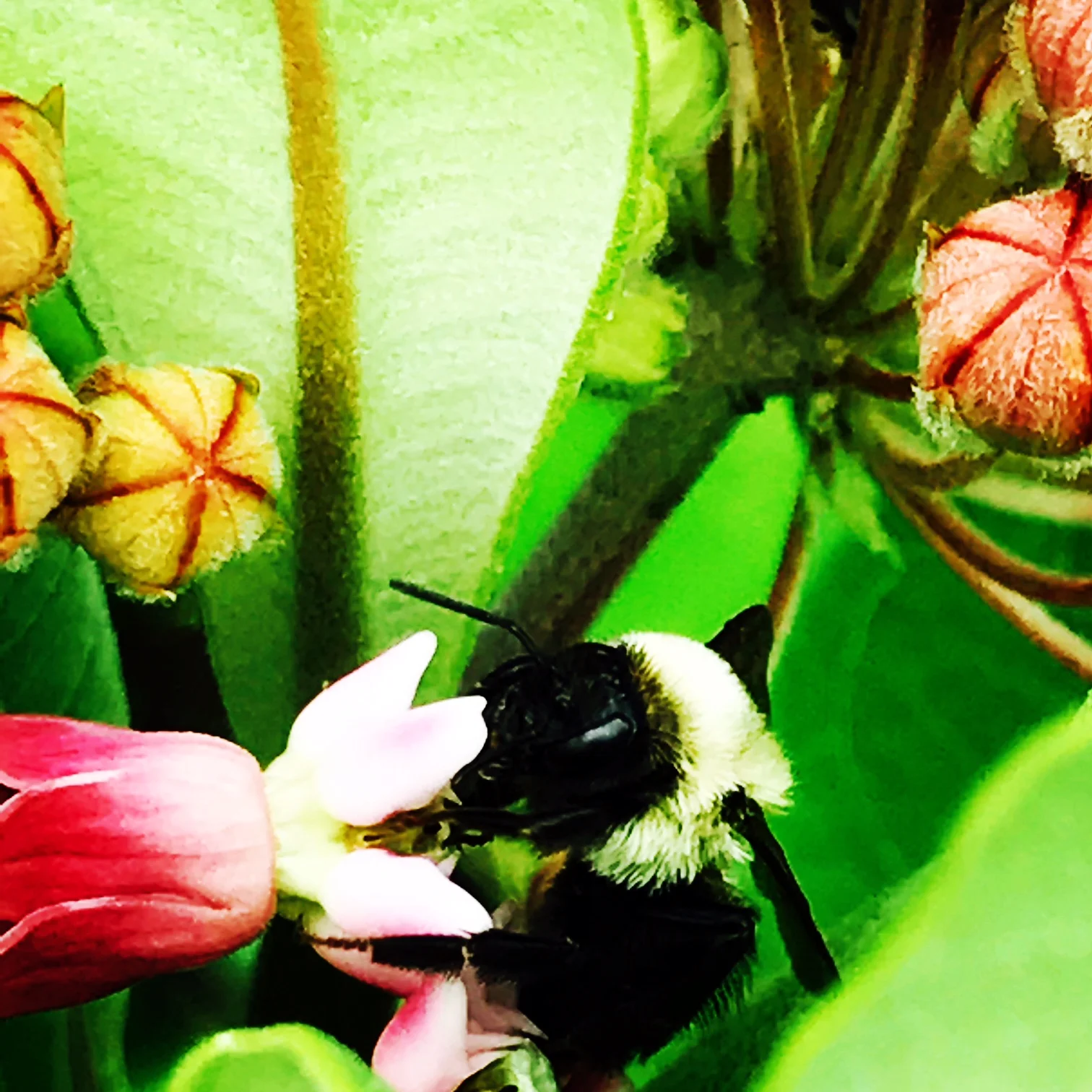 milkweed bee.JPG