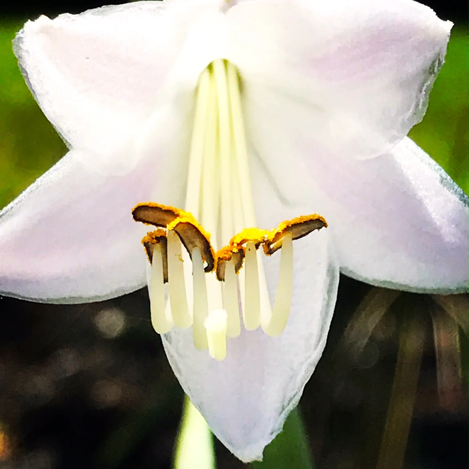 flower.JPG