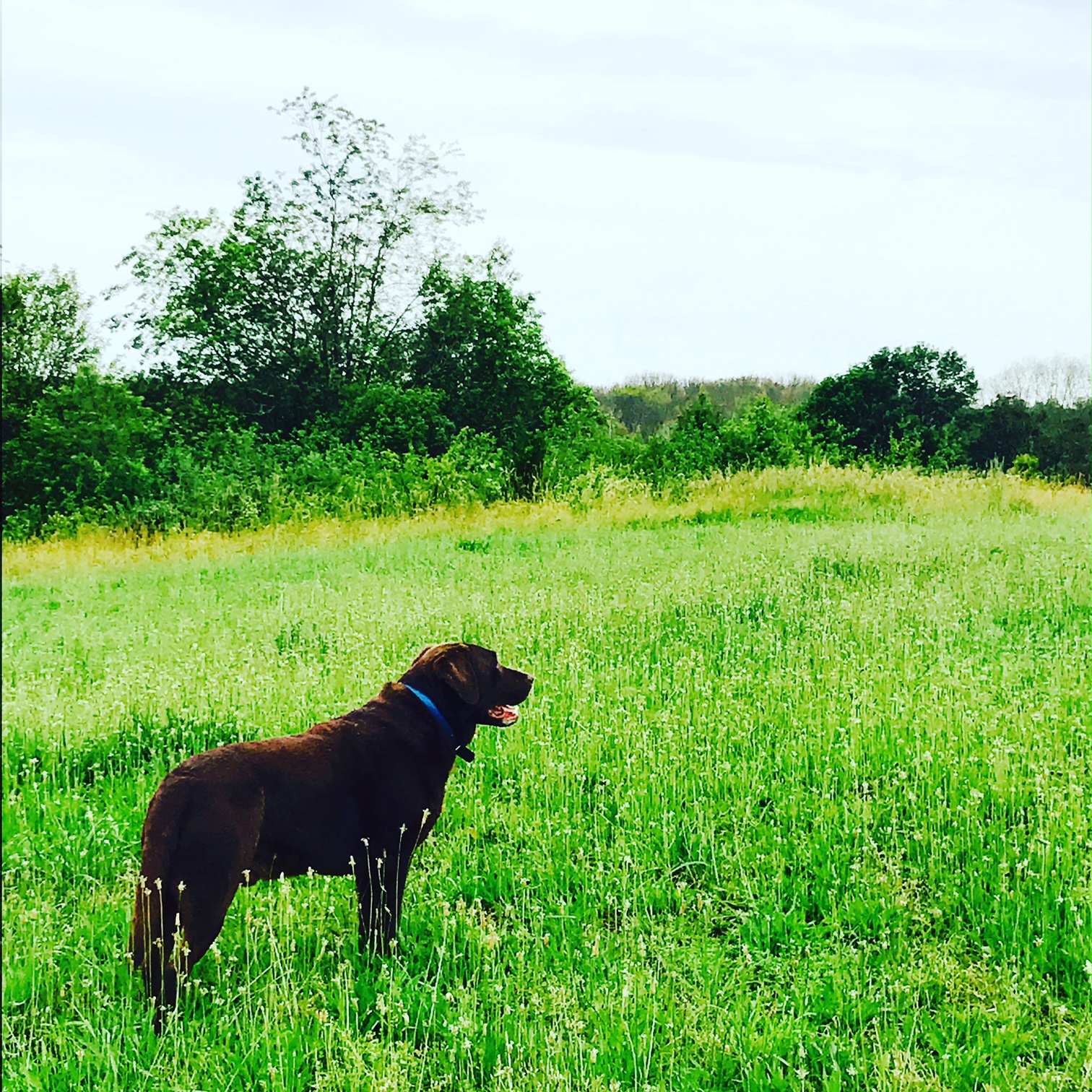 Charlie in the Meadow