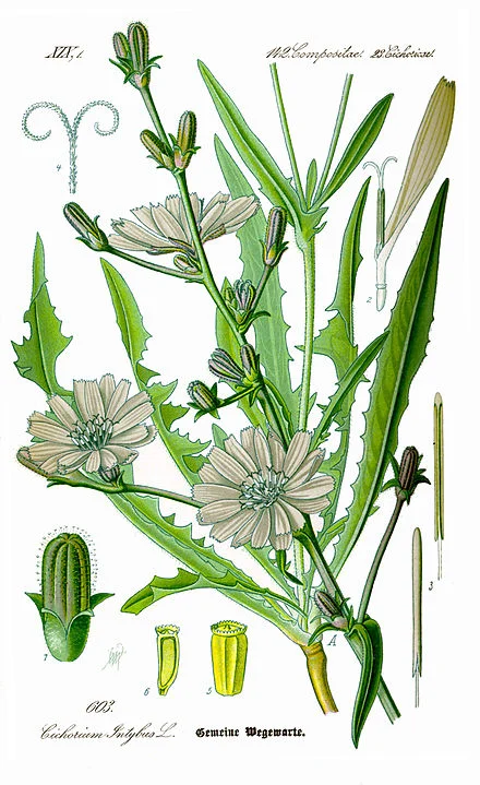 Wild Chicory