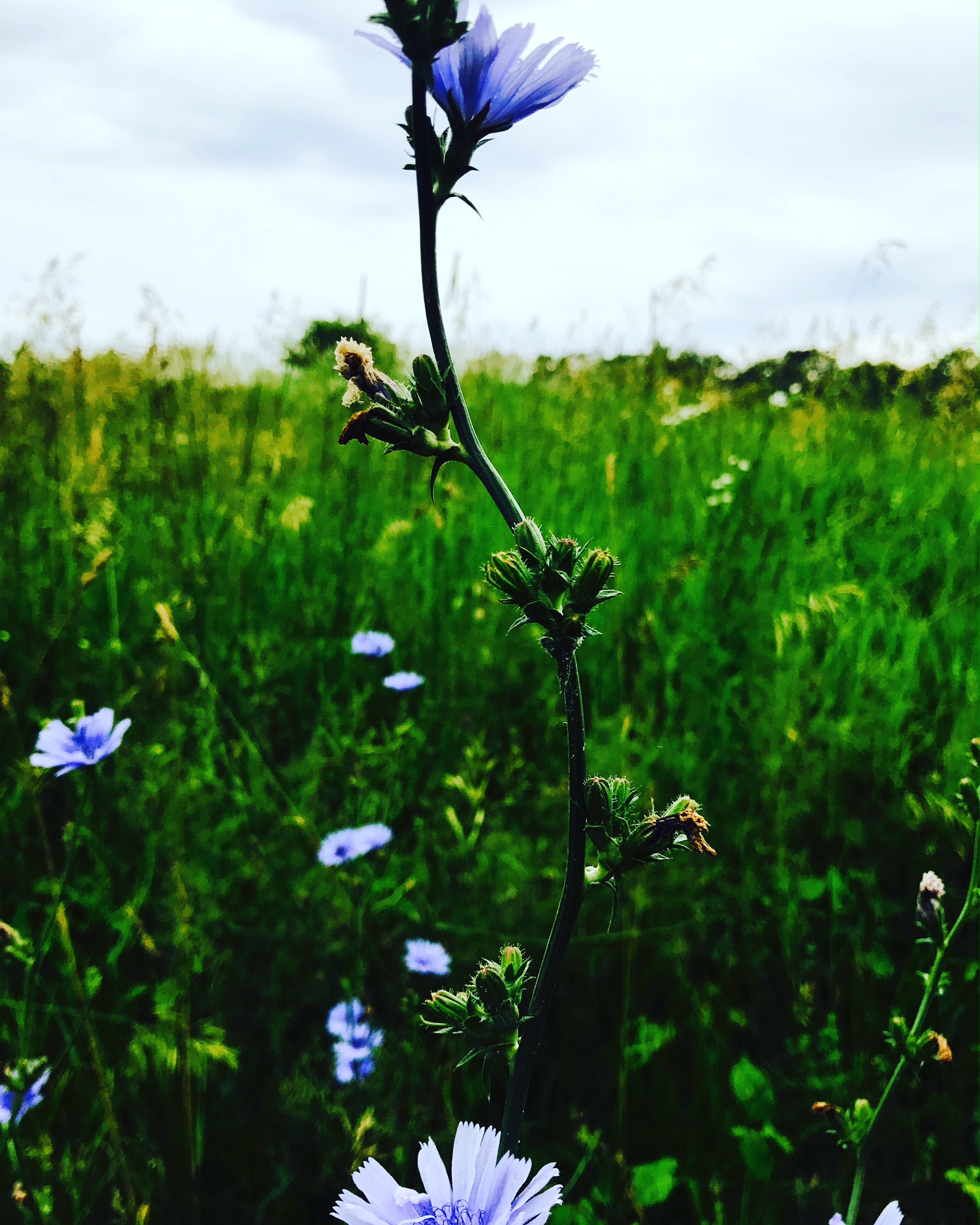 Chicory in the Meadow