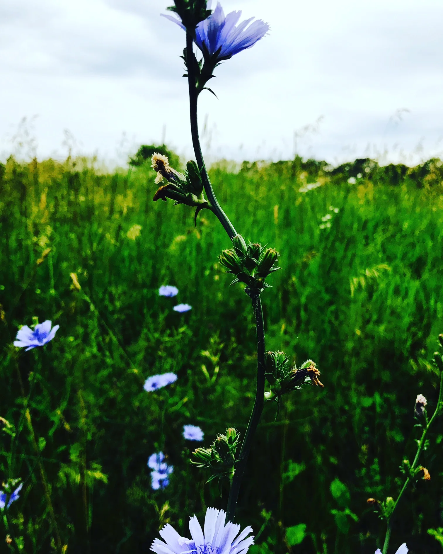 Chicory in the Meadow